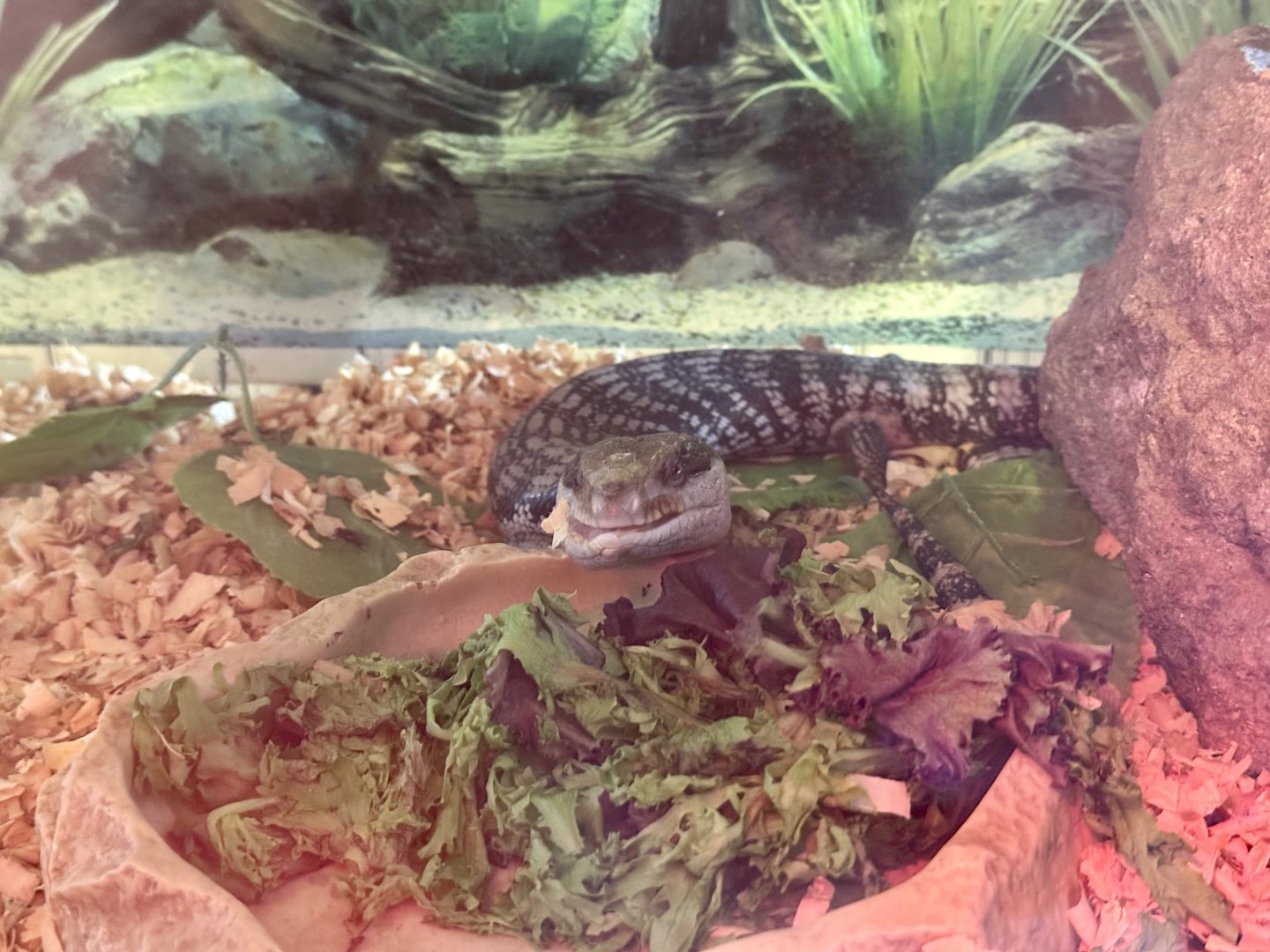 Eastern blue-tongue skink (Tiliqua scincoides)