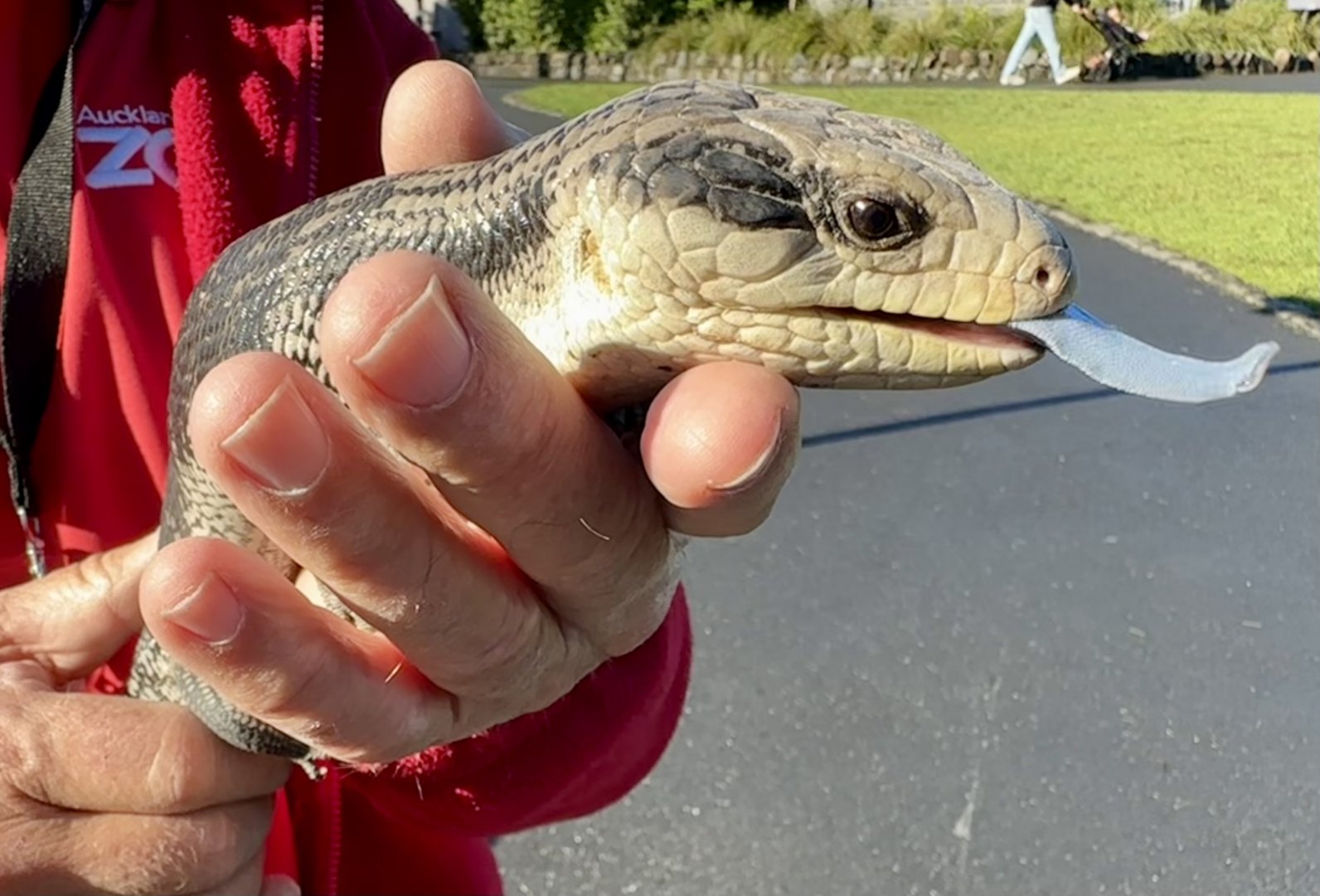 Eastern blue-tongue skink (Tiliqua scincoides)