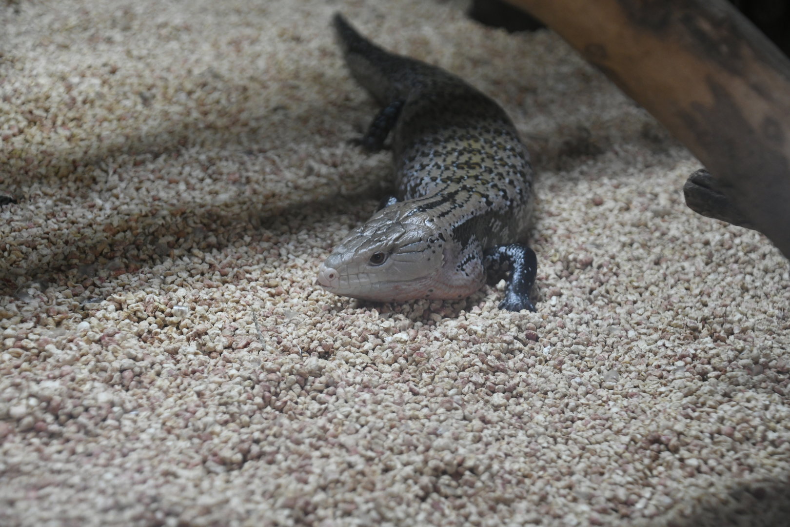 Eastern Blue-tongue Skink