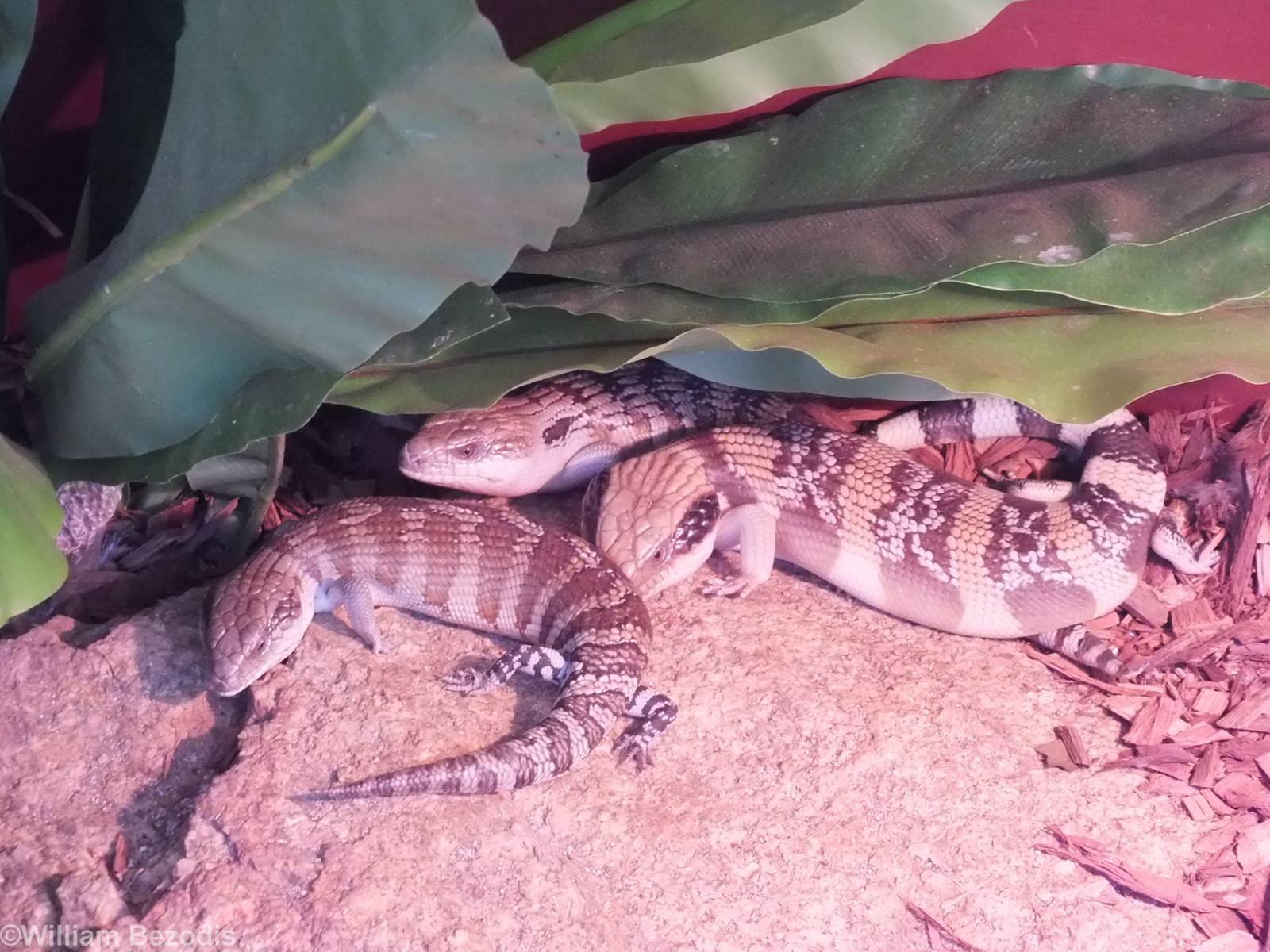Eastern Blue-tongue Skinks
