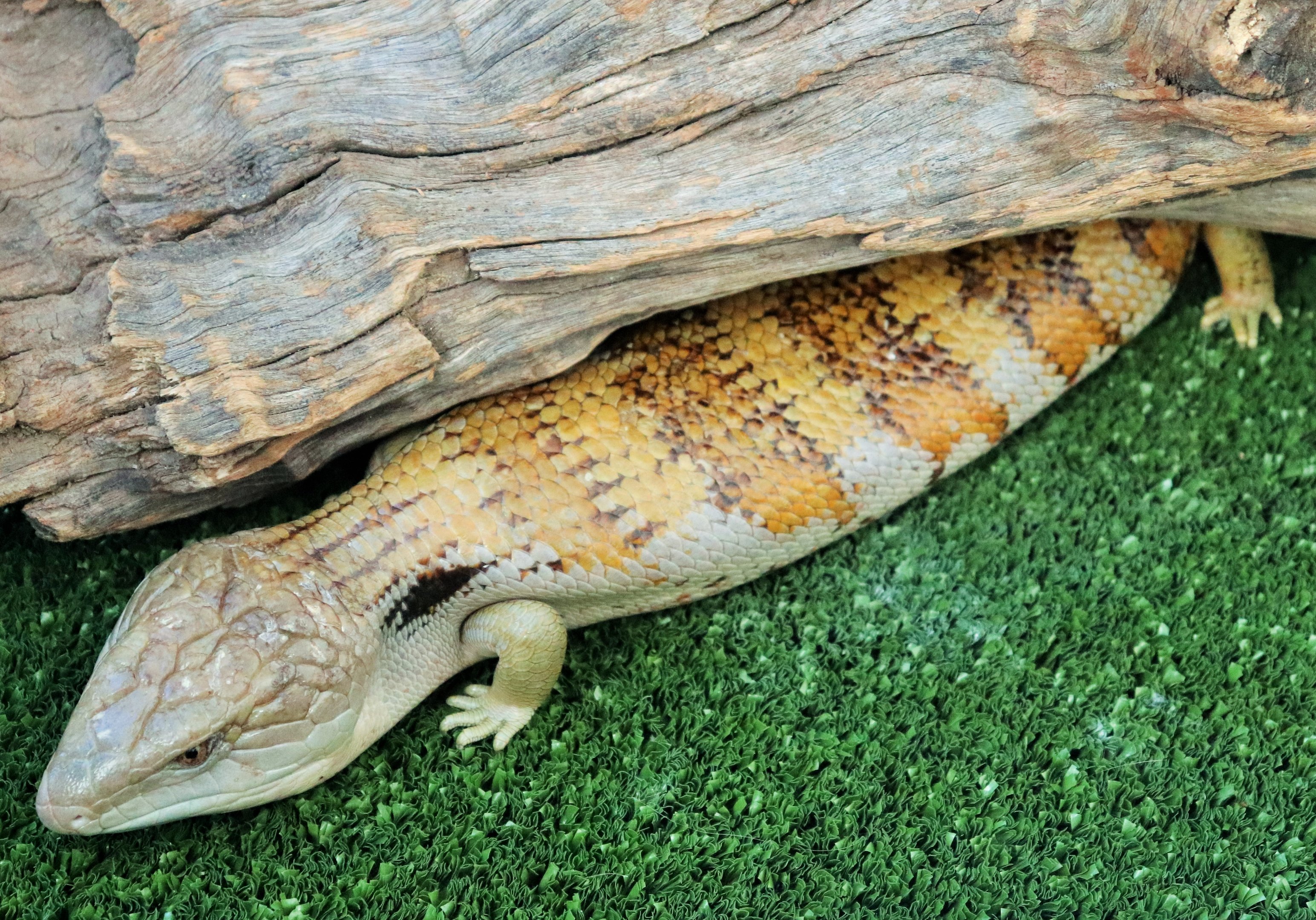 Eastern Blue-tongue (Tiliqua scincoides)