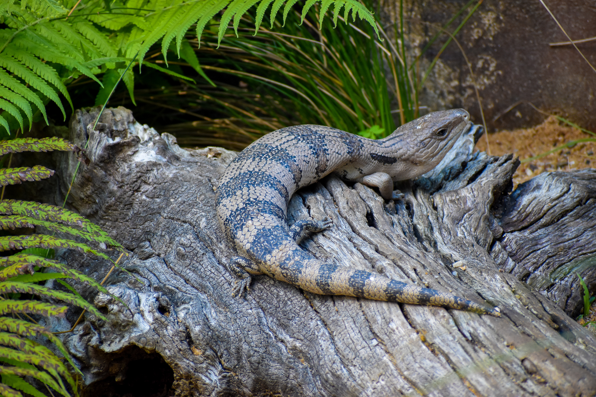 Eastern Blue-Tongue (Tiliqua scincoides)