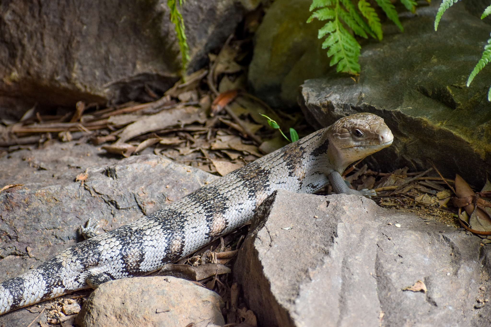 Eastern Blue-tongue