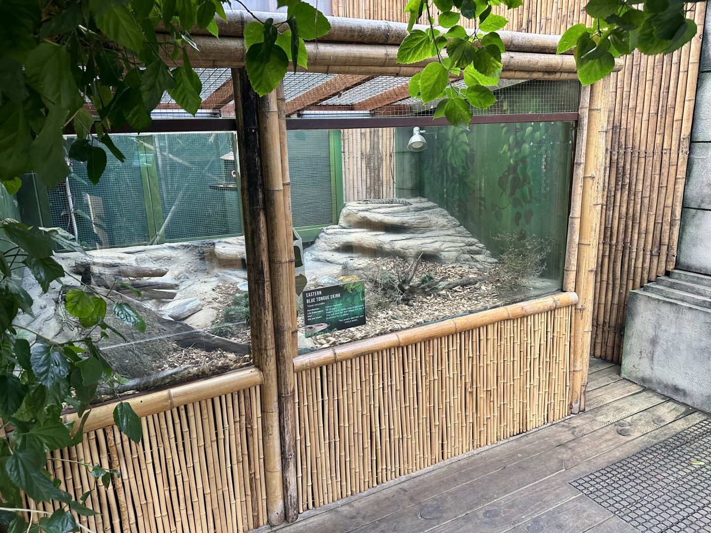 Eastern Blue-tongued Lizard Exhibit