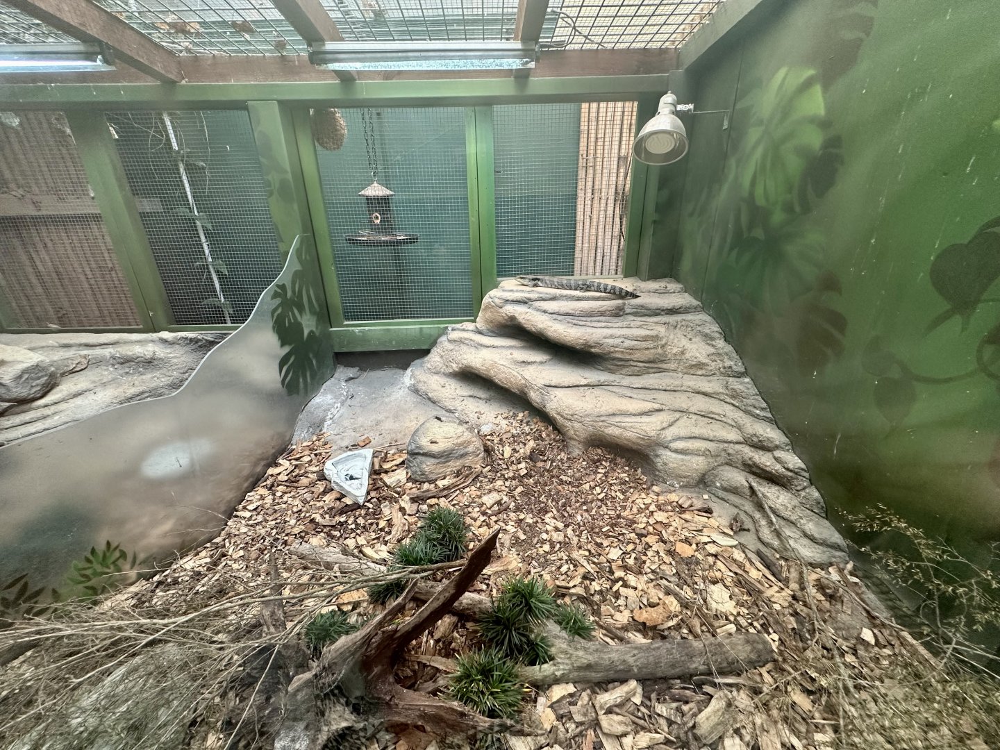 Eastern Blue-tongued Lizard Exhibit