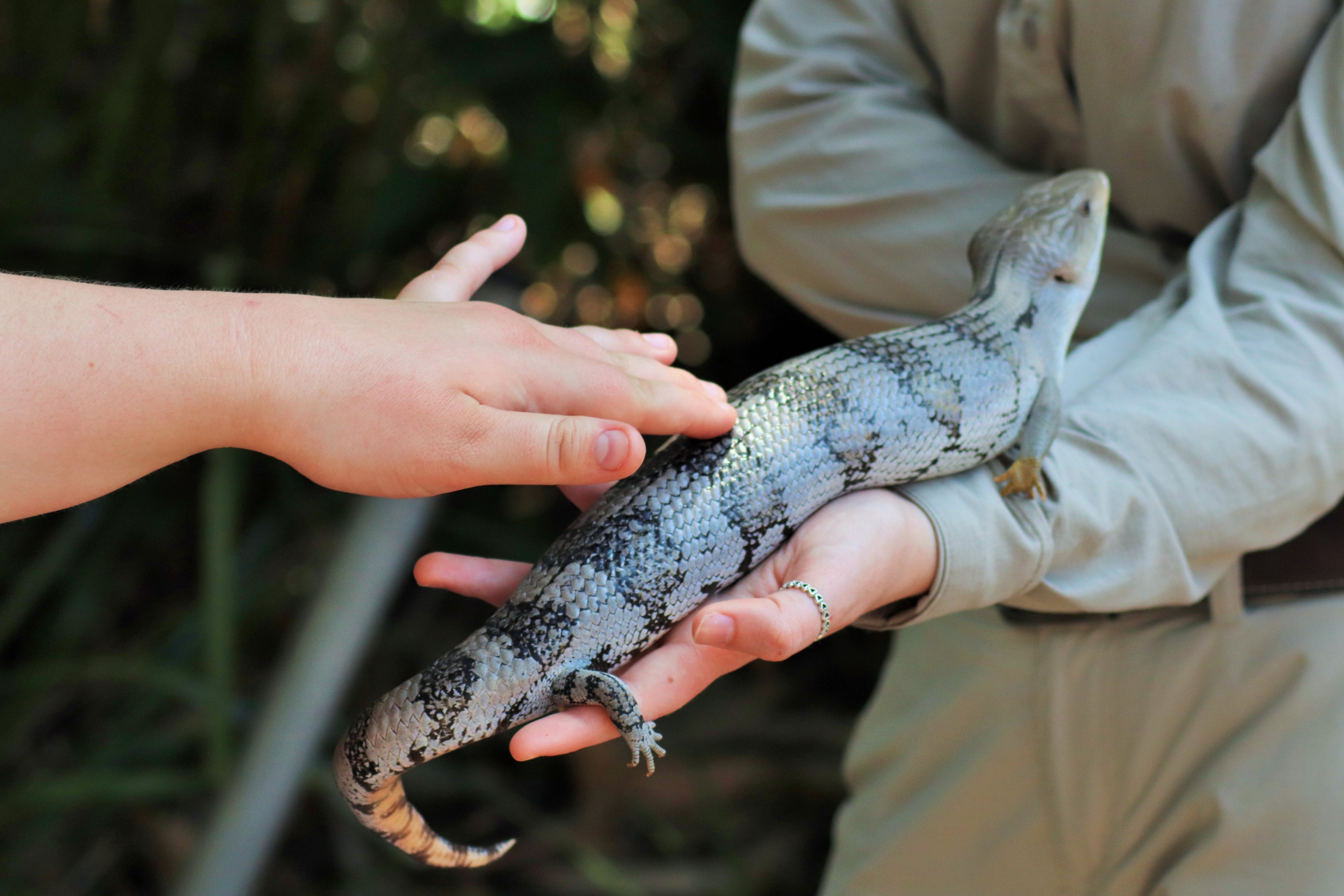 Eastern Blue-tongued Lizard (Tiliqua scincoides)