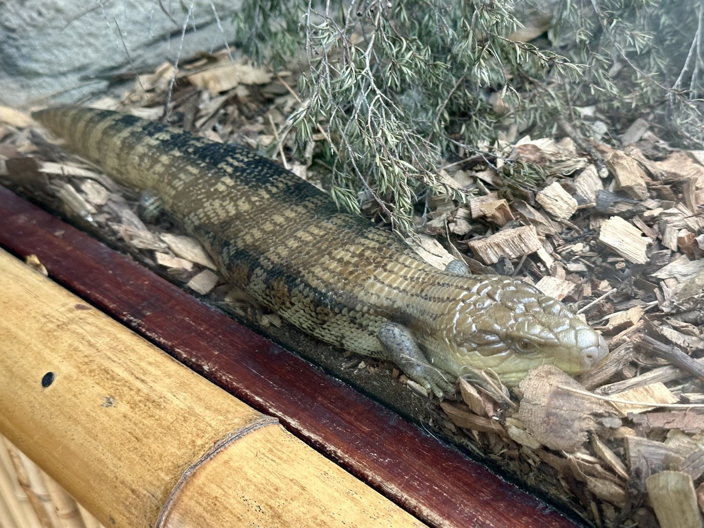 Eastern blue-tongued lizard (Tiliqua scincoides)