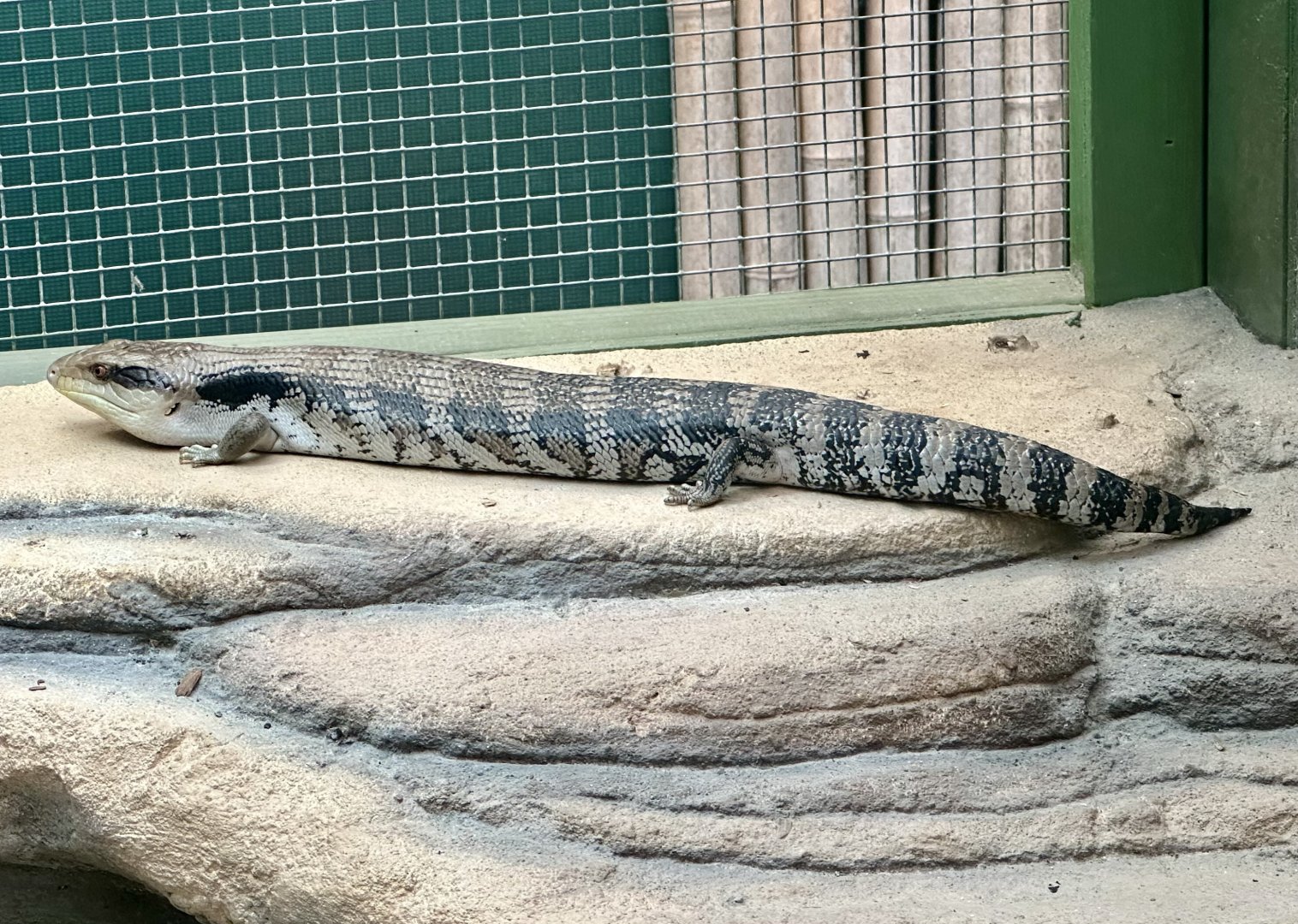 Eastern blue-tongued lizard (Tiliqua scincoides)