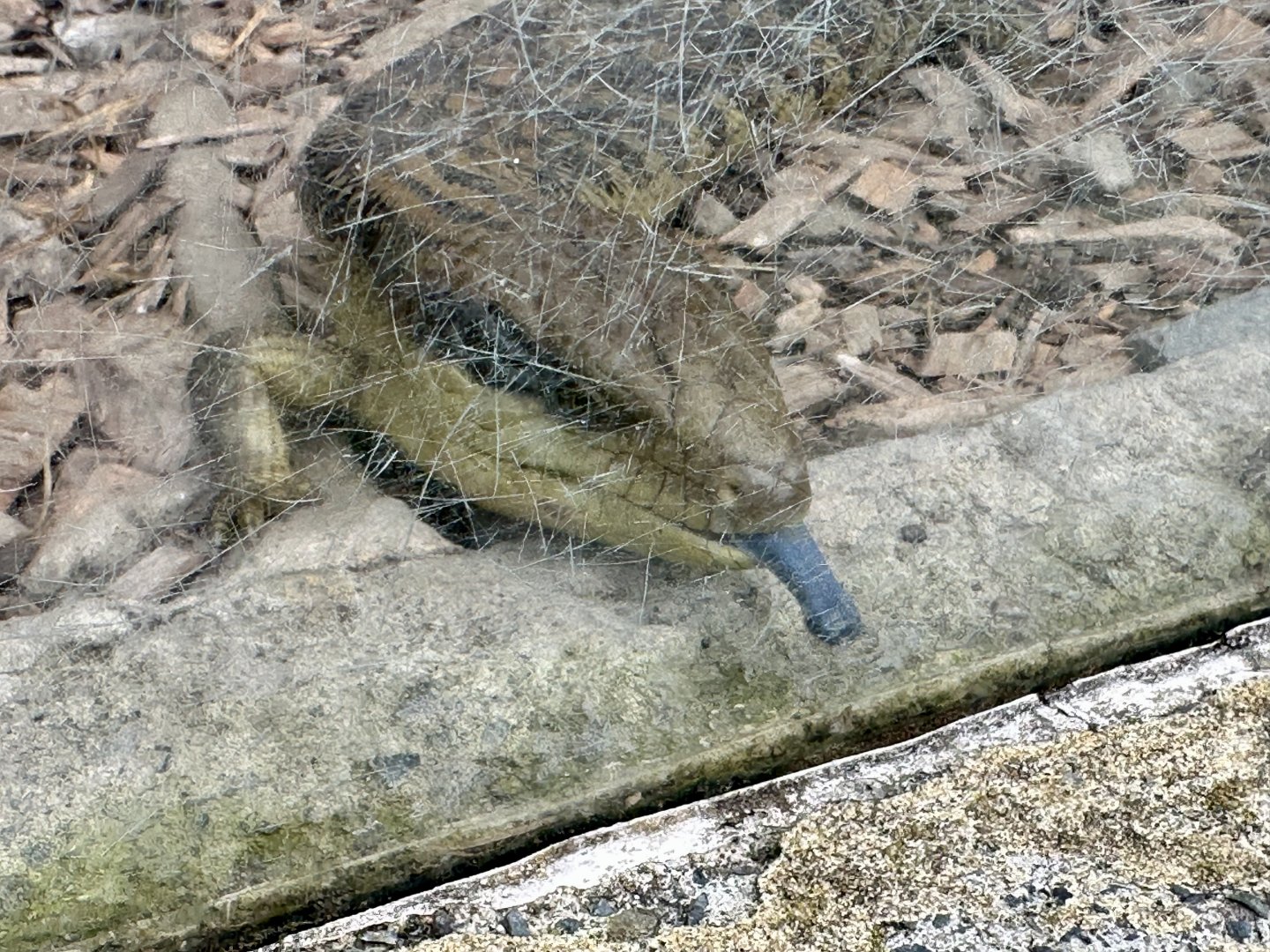 Eastern blue-tongued lizard (Tiliqua scincoides)
