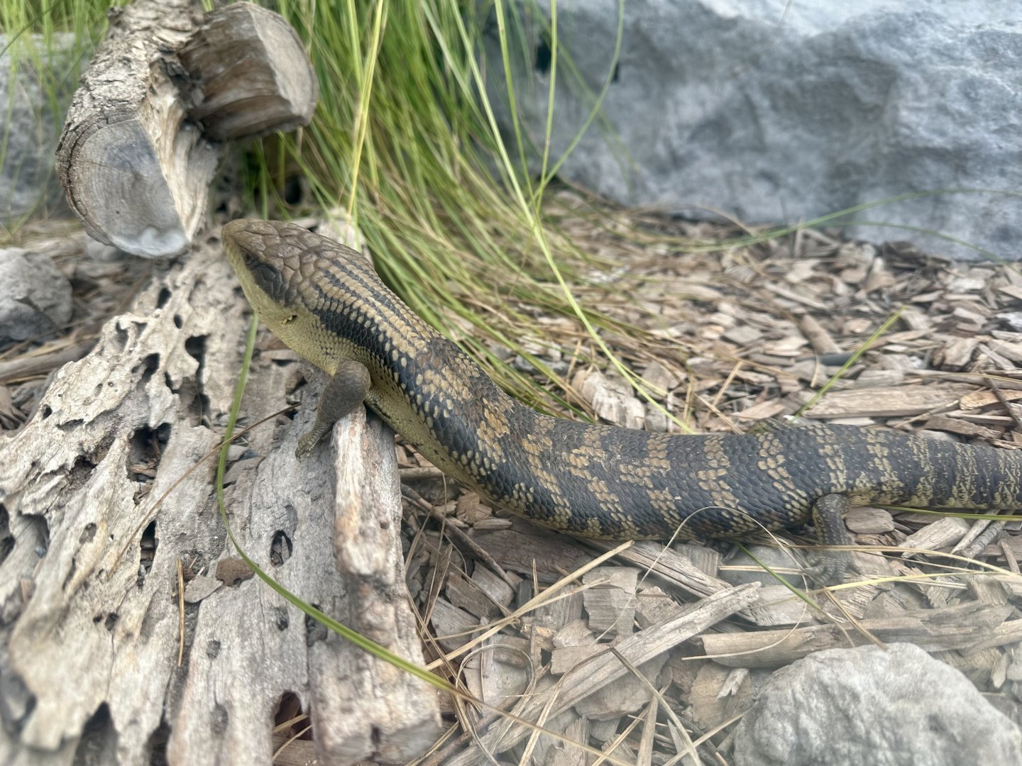 Eastern blue-tongued lizard (Tiliqua scincoides)