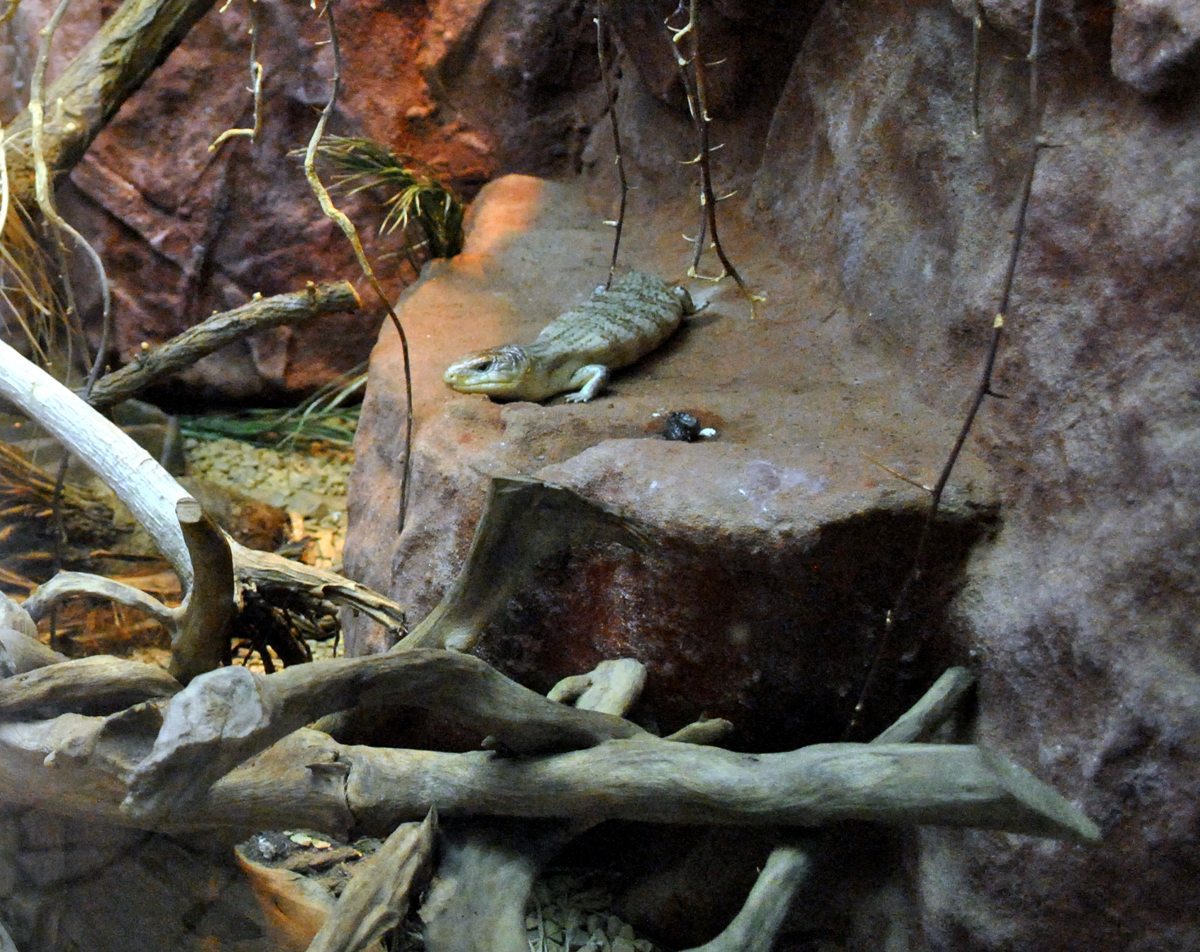 Eastern Blue-tongued Lizard