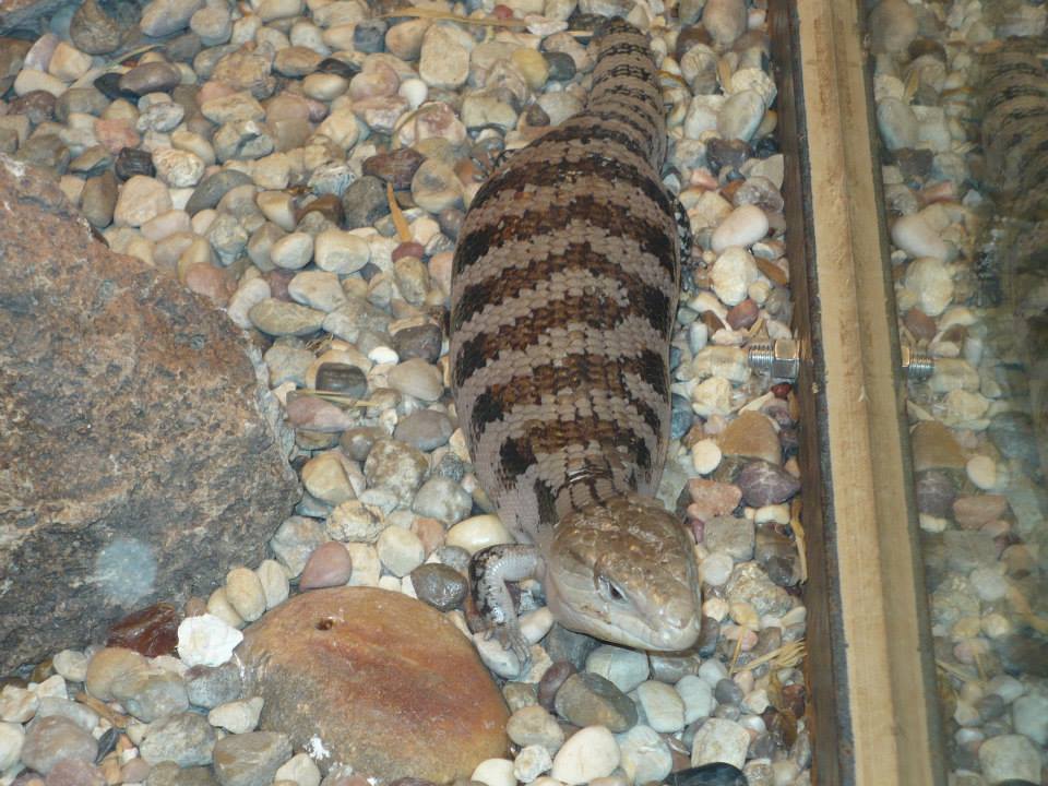 Eastern blue-tongued lizard