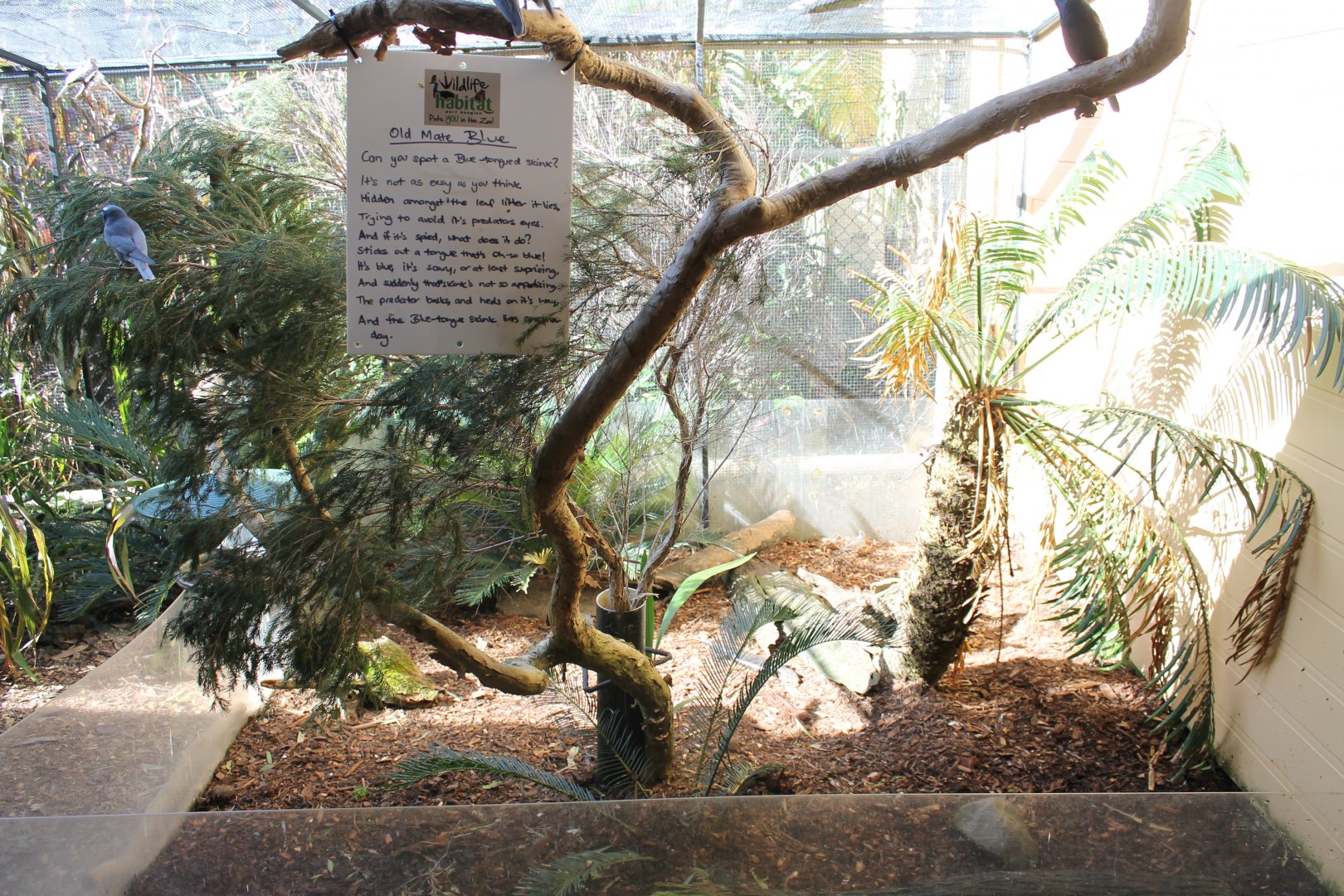 Eastern Blue-tongued Skink exhibit