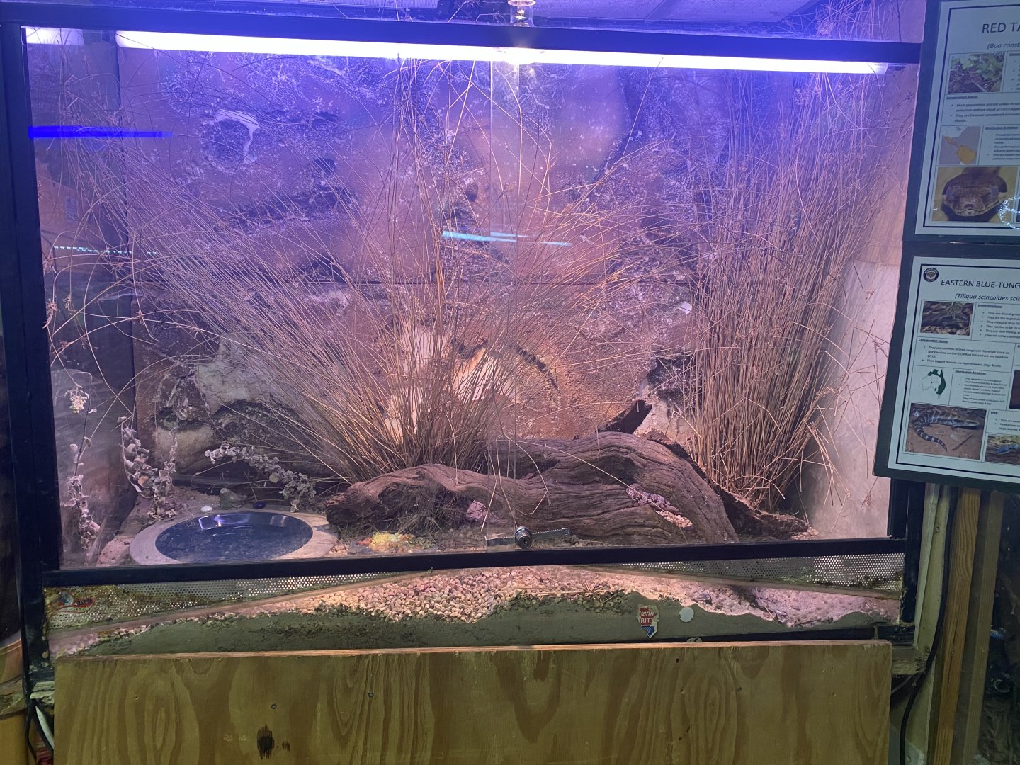 Eastern Blue-Tongued Skink Exhibit