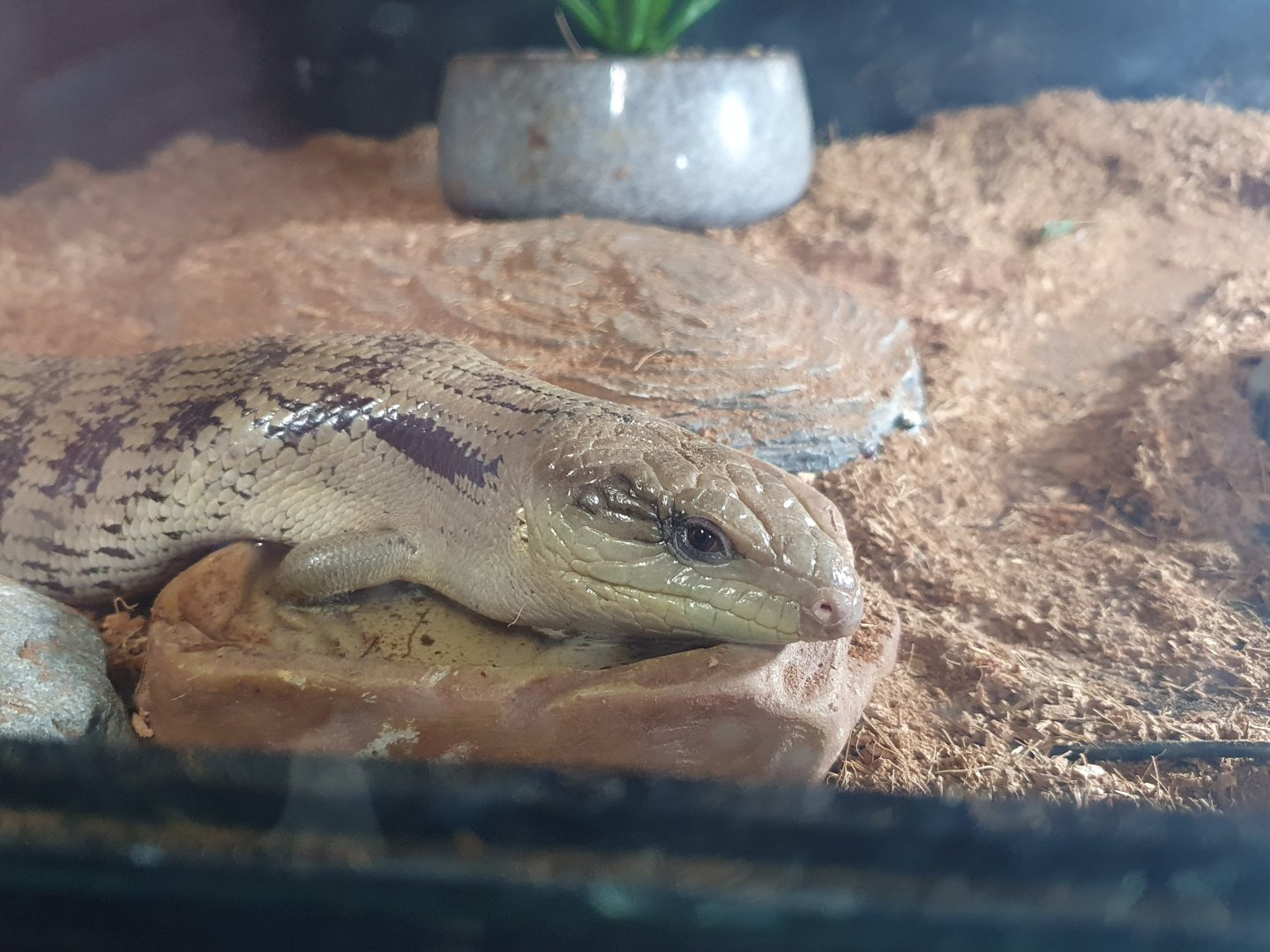 Eastern Blue-tongued Skink, Masterton Pet Shop