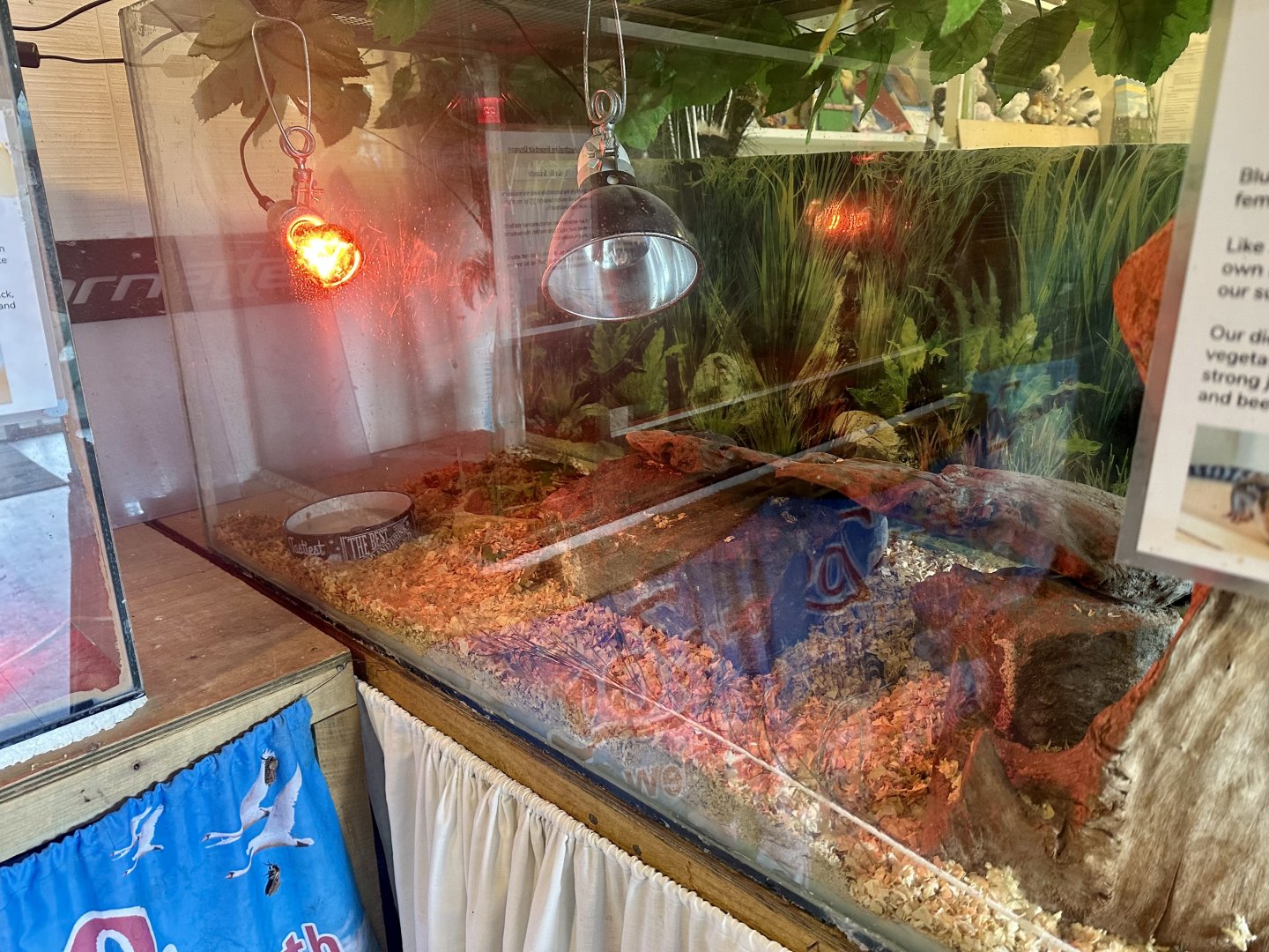 Eastern Blue-tongued Skink Tank