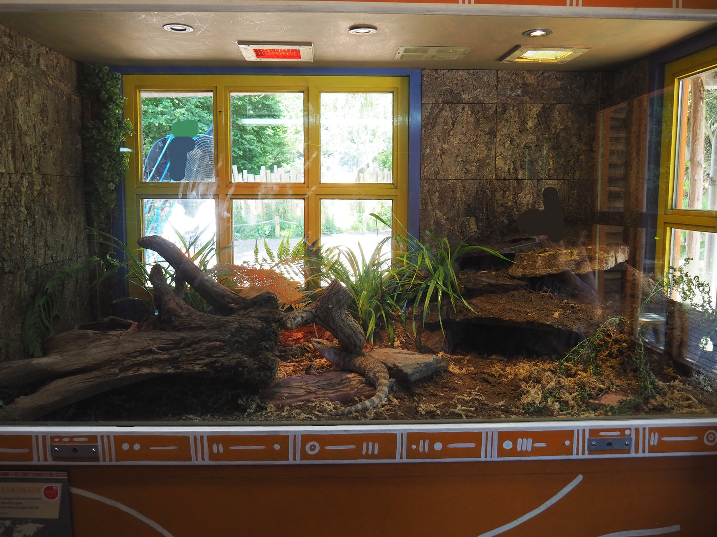 Eastern blue-tongued skink terrarium, 2022-06-15