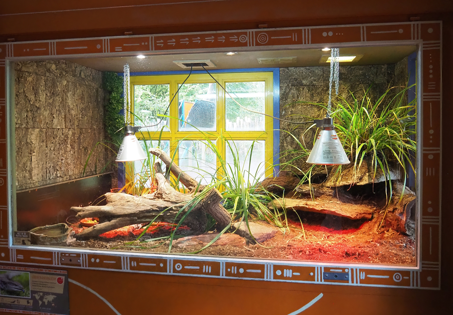 Eastern blue-tongued skink terrarium, 2022-10-19