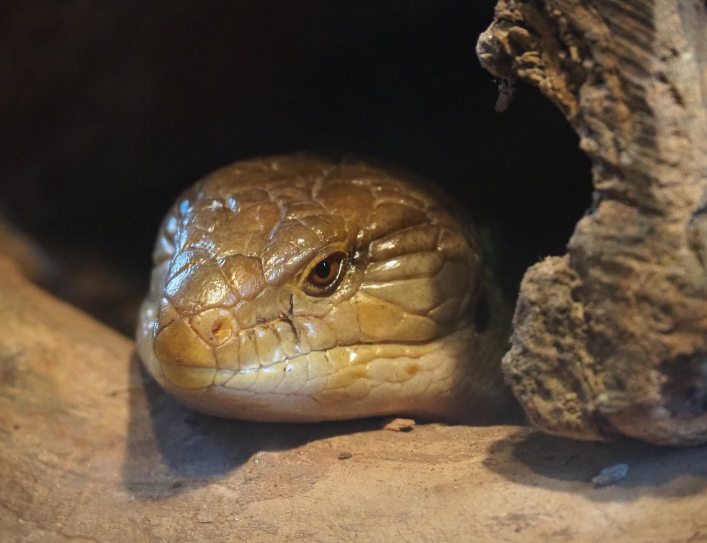 Eastern blue-tongued skink (Tiliqua scincoides scincoides), 2020-01-11