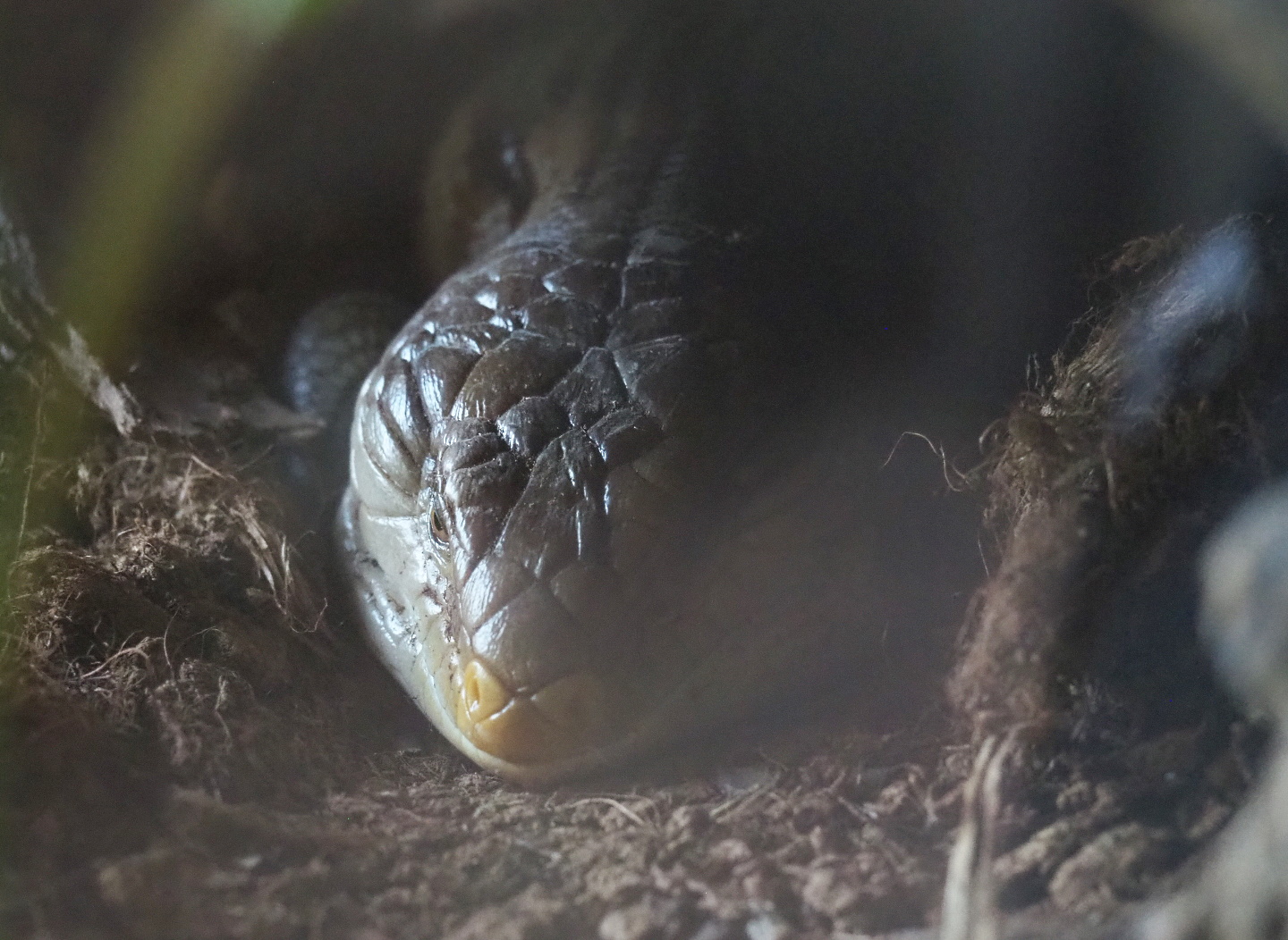 Eastern blue-tongued skink (Tiliqua scincoides scincoides), 2021-07-20