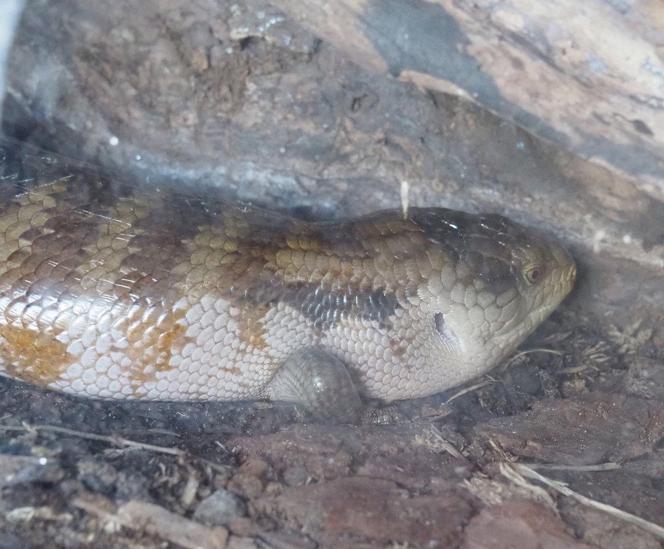 Eastern blue-tongued skink (Tiliqua scincoides scincoides), 2022-05-28