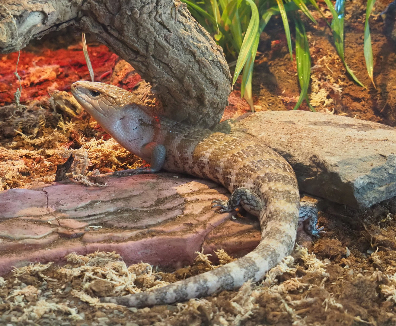 Eastern blue-tongued skink (Tiliqua scincoides scincoides), 2022-06-15