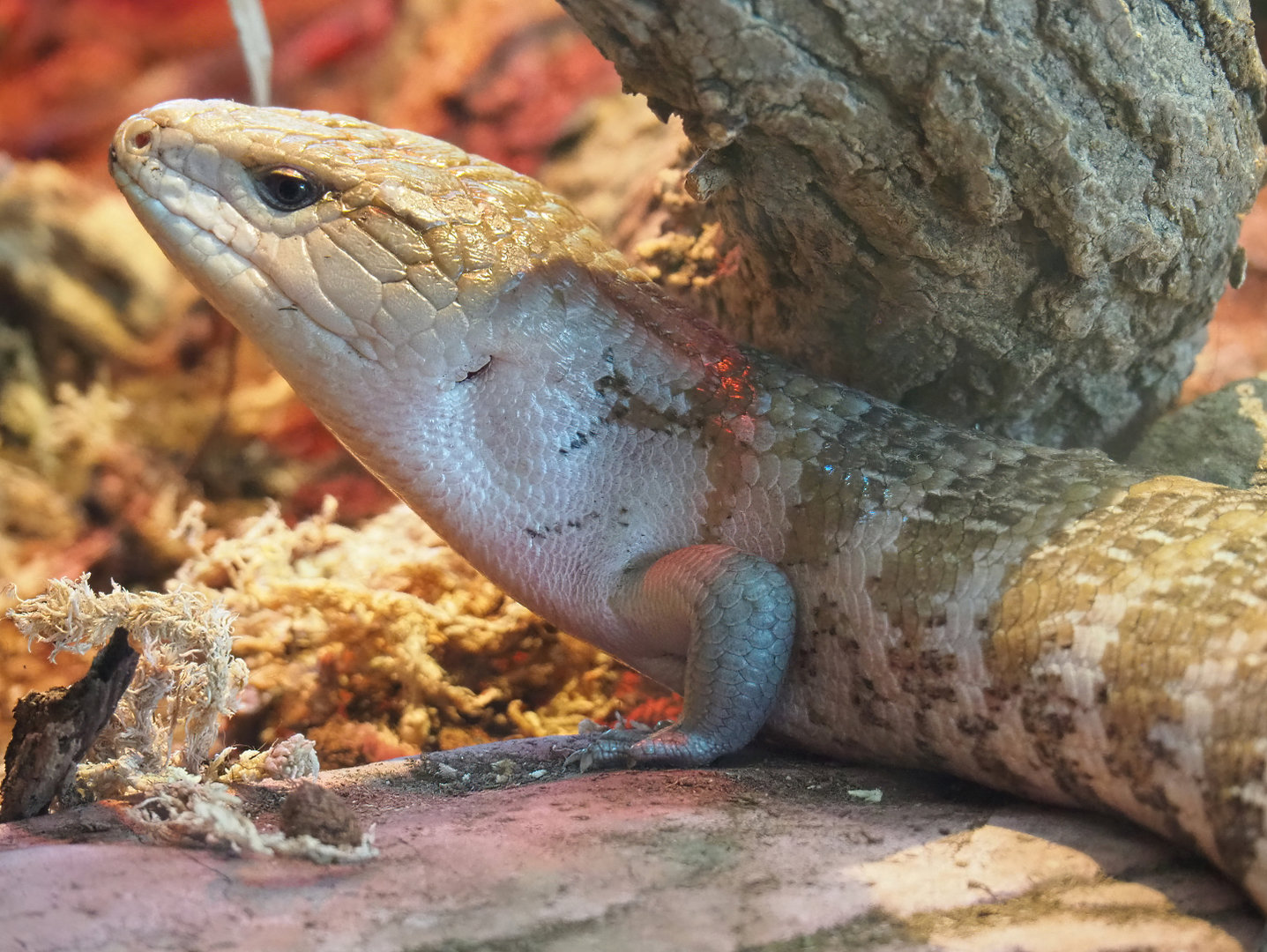 Eastern blue-tongued skink (Tiliqua scincoides scincoides), 2022-06-15