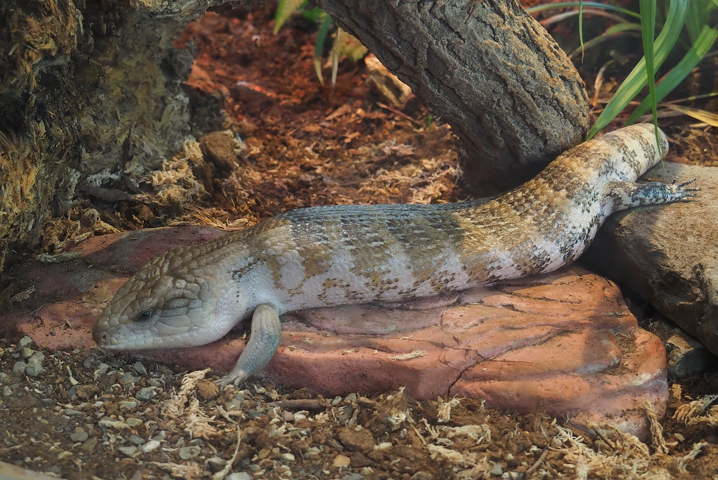 Eastern blue-tongued skink (Tiliqua scincoides scincoides), 2022-07-16