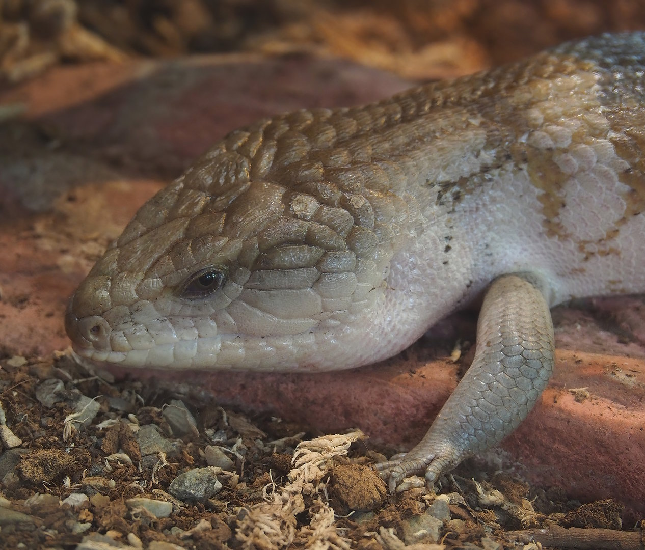 Eastern blue-tongued skink (Tiliqua scincoides scincoides), 2022-07-16
