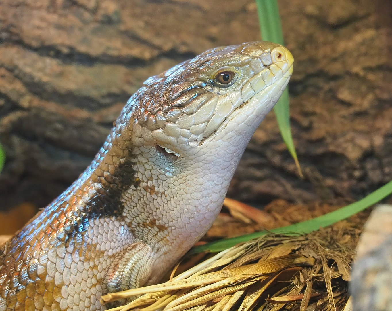 Eastern blue-tongued skink (Tiliqua scincoides scincoides), 2022-09-12
