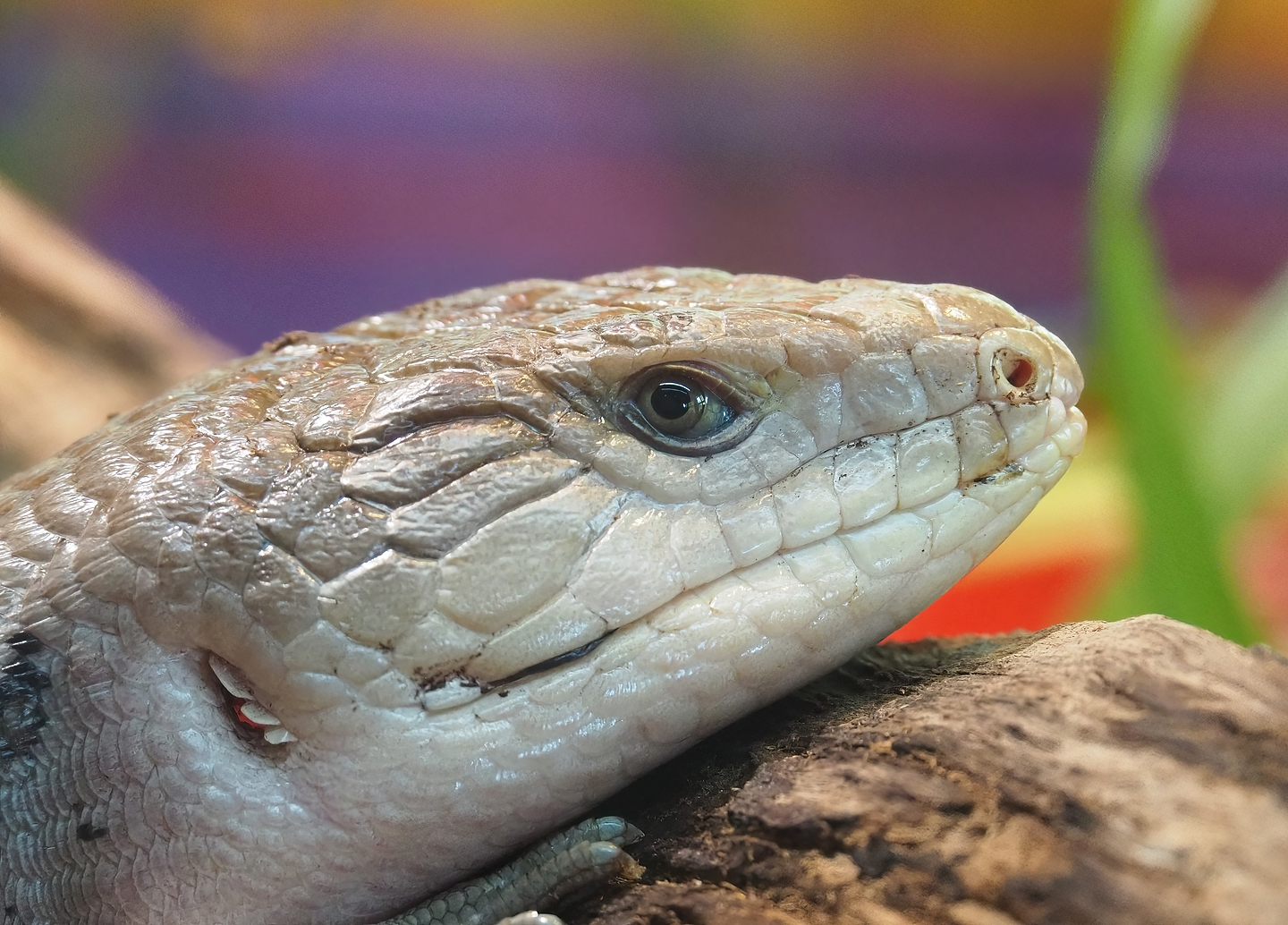 Eastern blue-tongued skink (Tiliqua scincoides scincoides), 2022-09-12