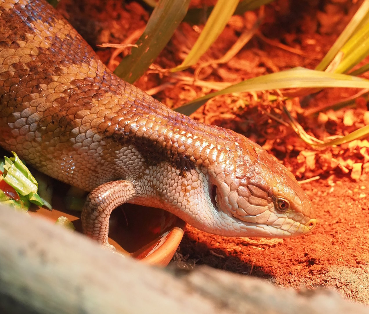 Eastern blue-tongued skink (Tiliqua scincoides scincoides), 2022-10-19