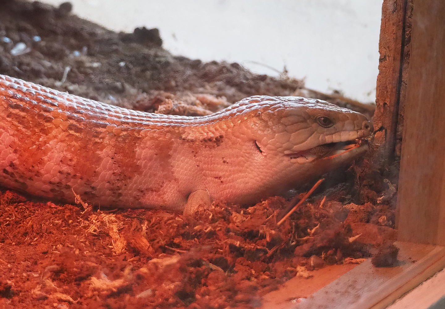 Eastern blue-tongued skink (Tiliqua scincoides scincoides), 2022-12-27