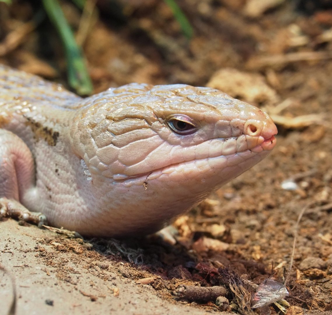 Eastern blue-tongued skink (Tiliqua scincoides scincoides), 2023-02-19