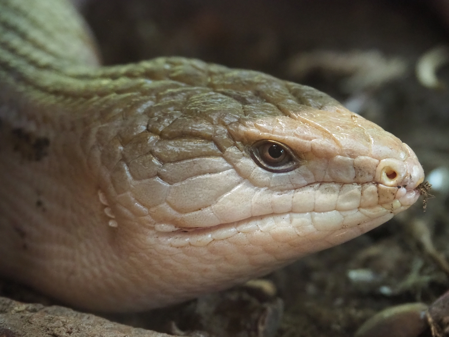 Eastern blue-tongued skink (Tiliqua scincoides scincoides), 2023-05-13