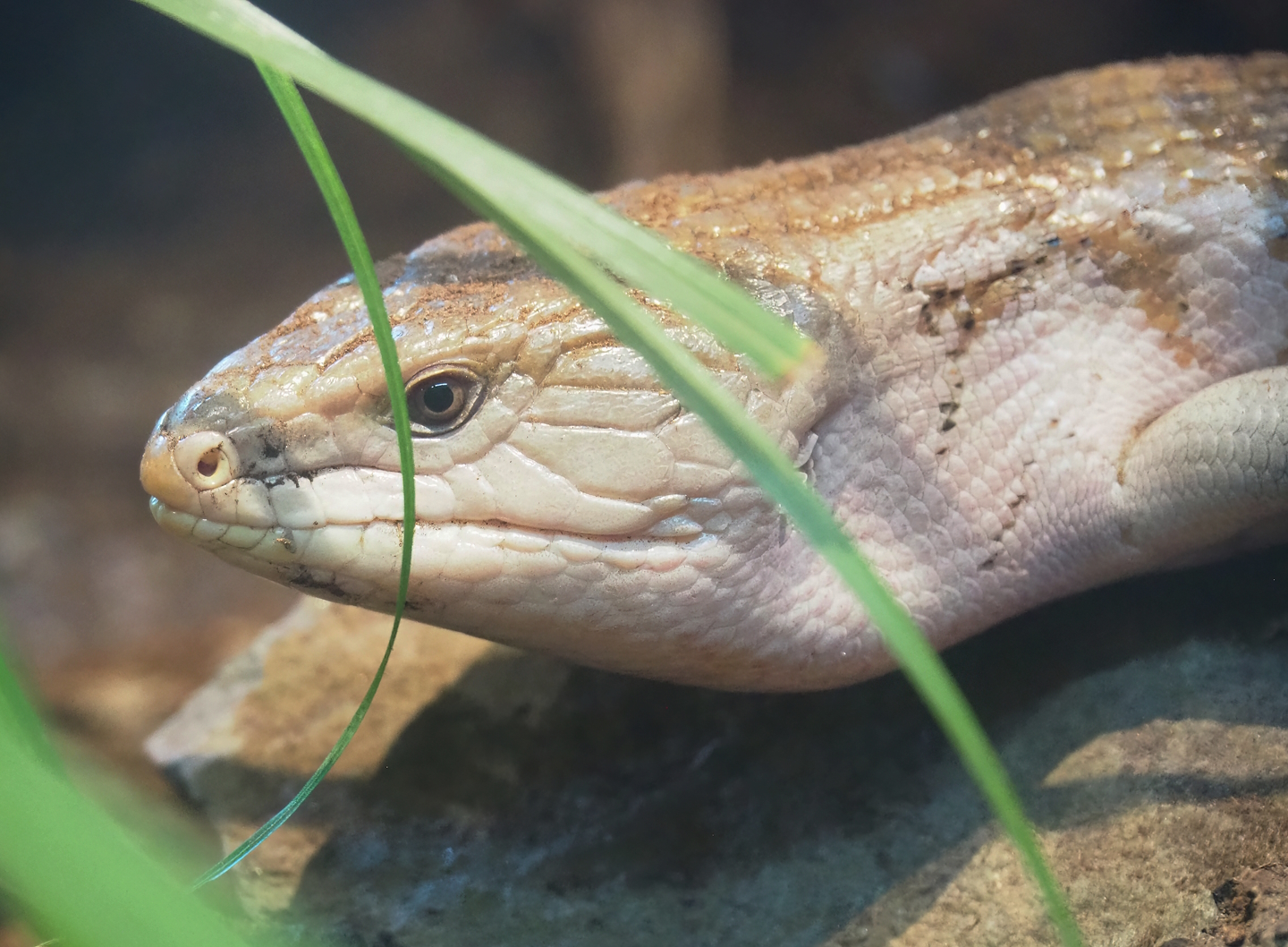 Eastern blue-tongued skink (Tiliqua scincoides scincoides), 2023-07-08
