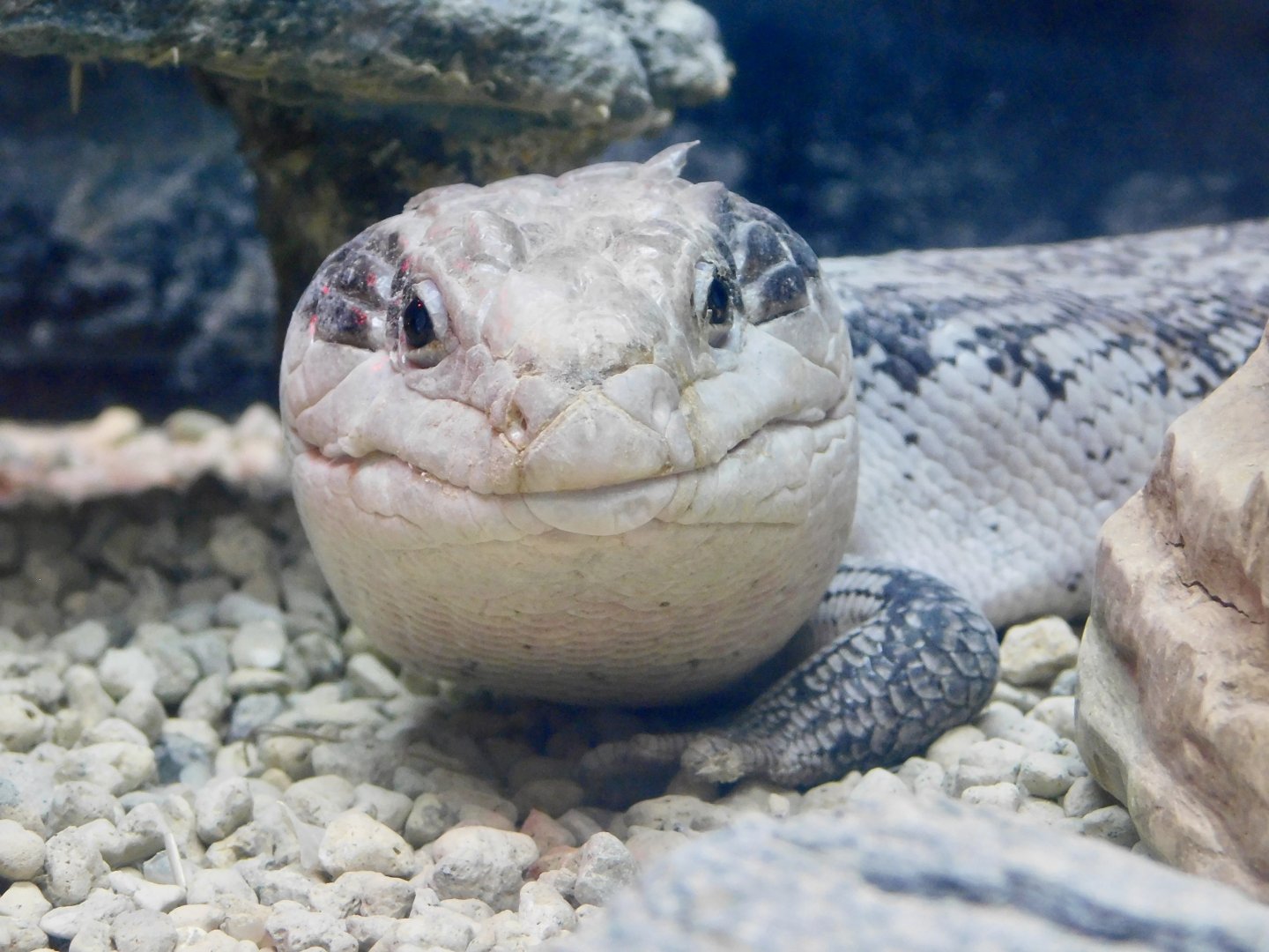 Eastern Blue-Tongued Skink (Tiliqua scincoides scincoides) April 12, 2025