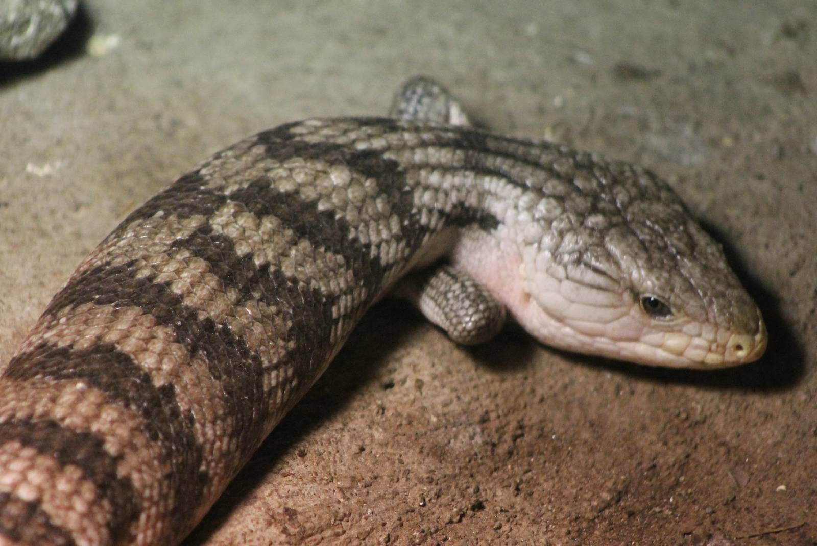 Eastern Blue-tongued skink