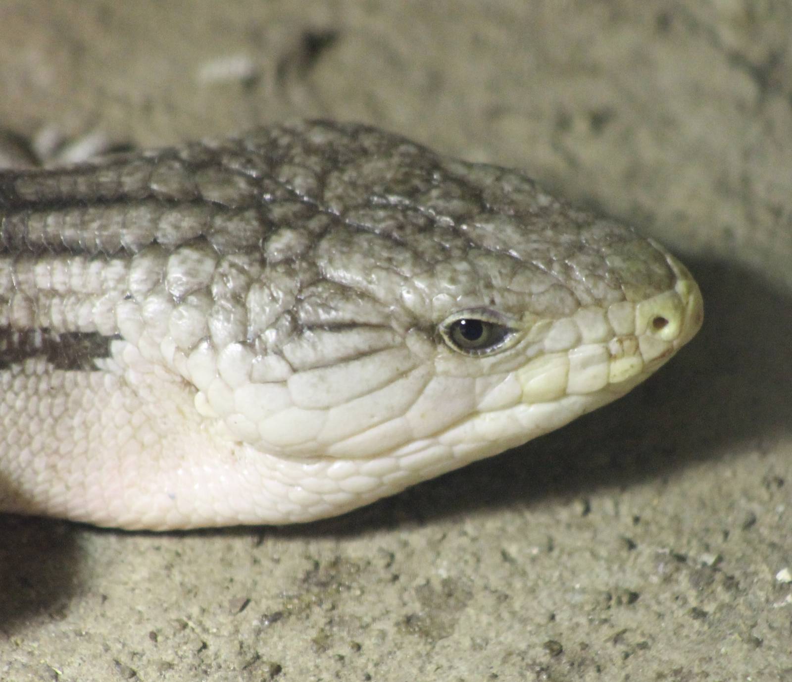 Eastern Blue-tongued skink