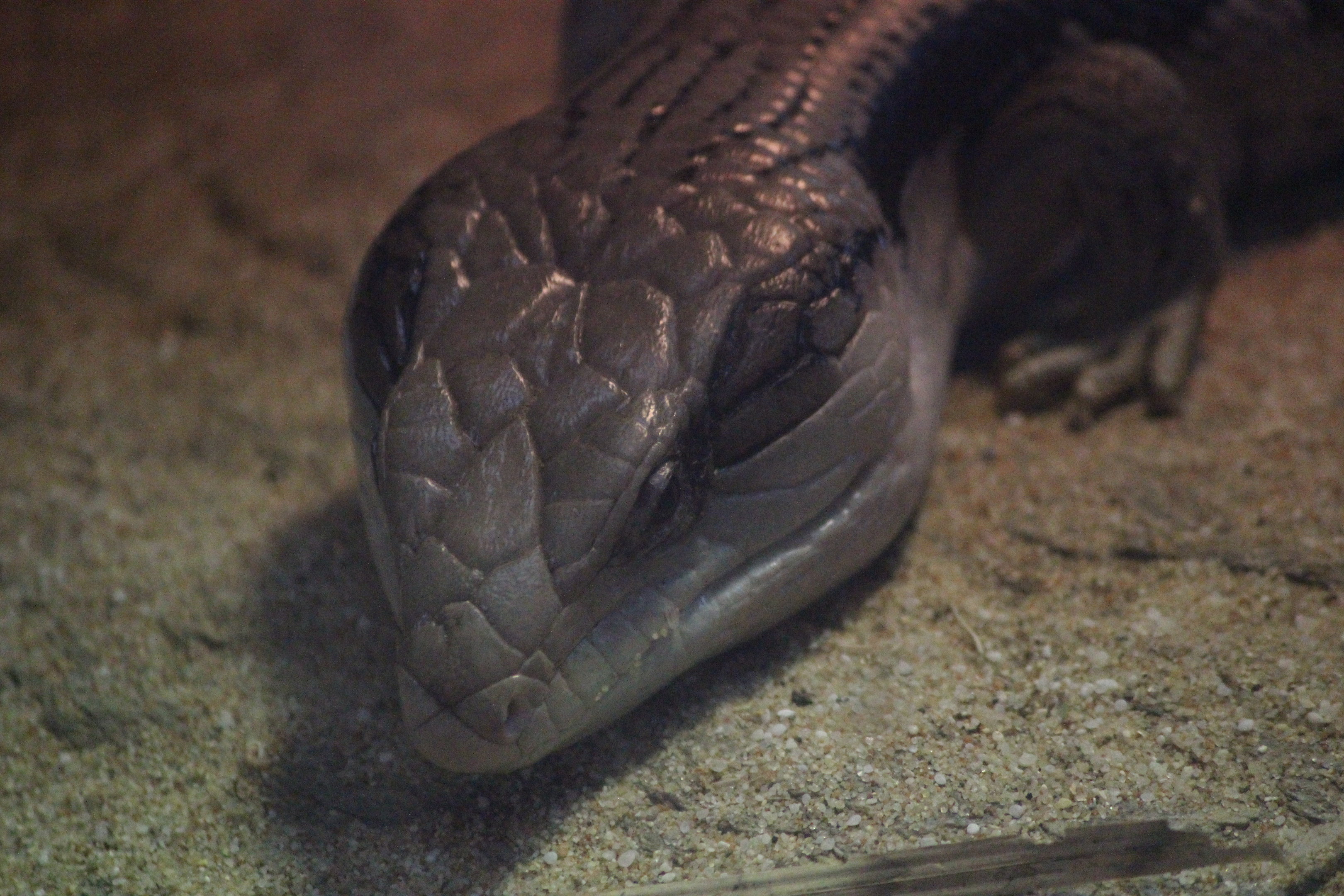 Eastern Blue-tongued Skink