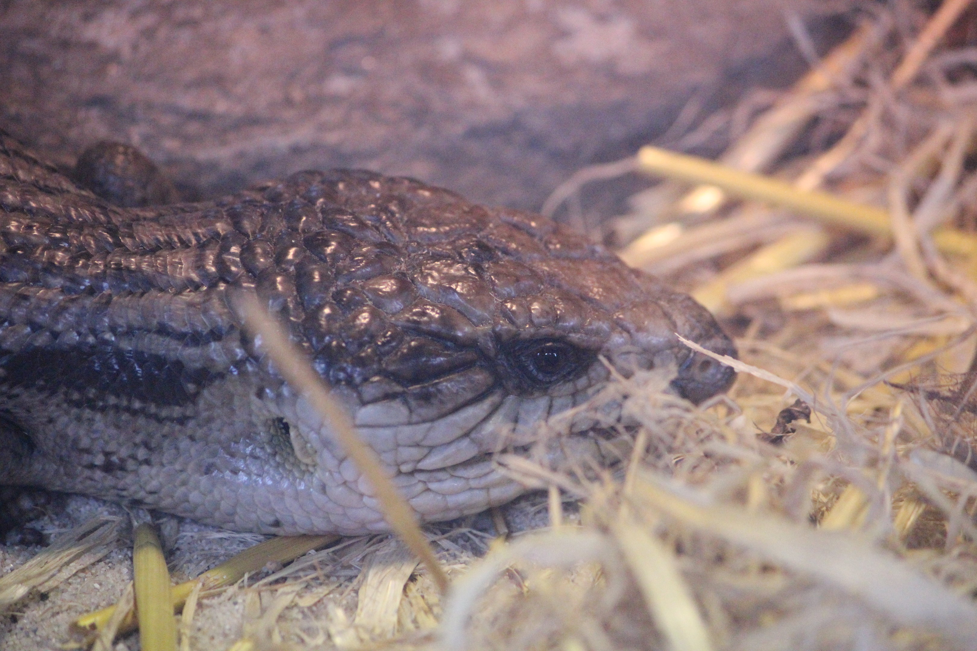 Eastern Blue-tongued Skink