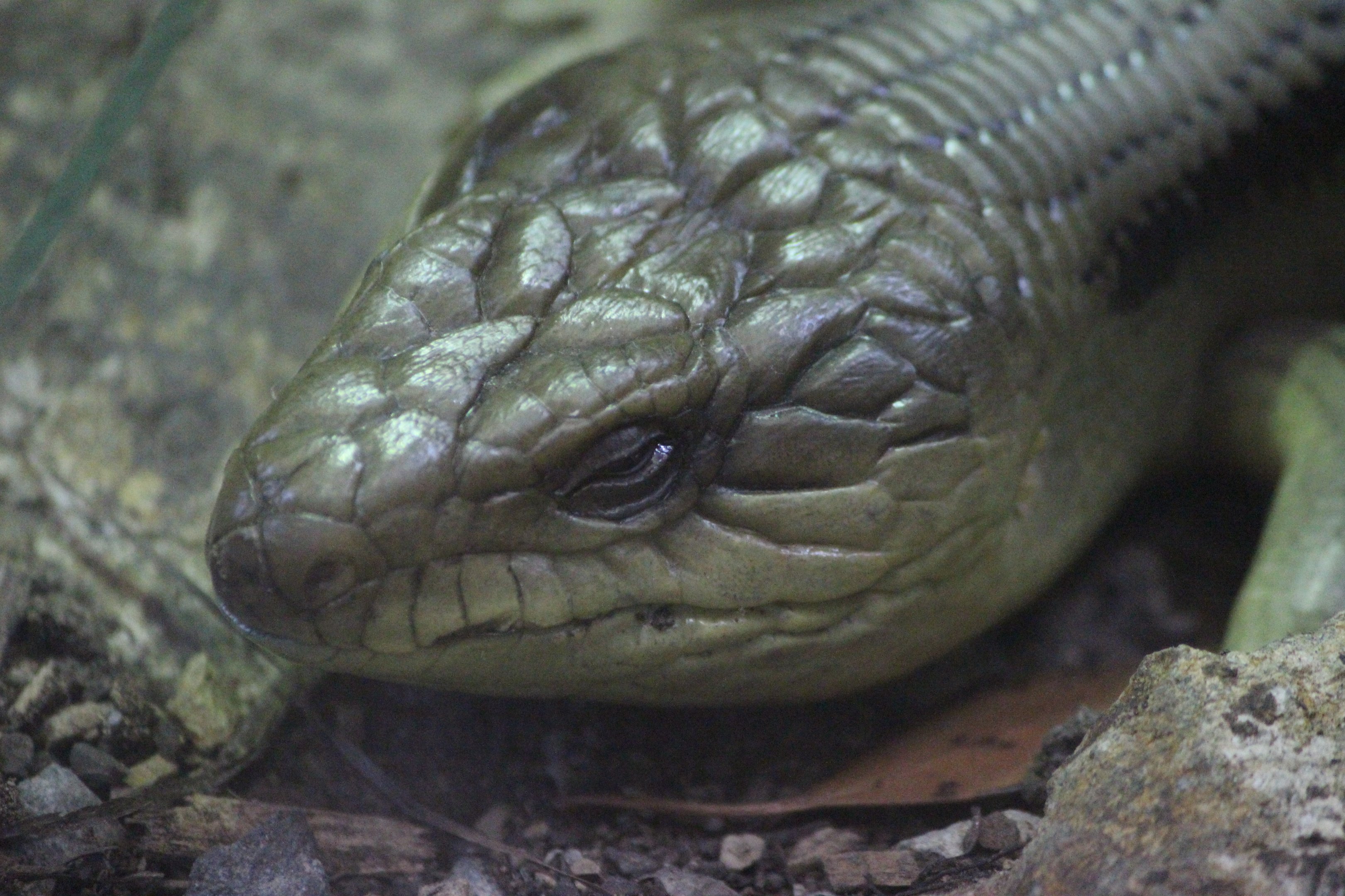 Eastern Blue-tongued Skink