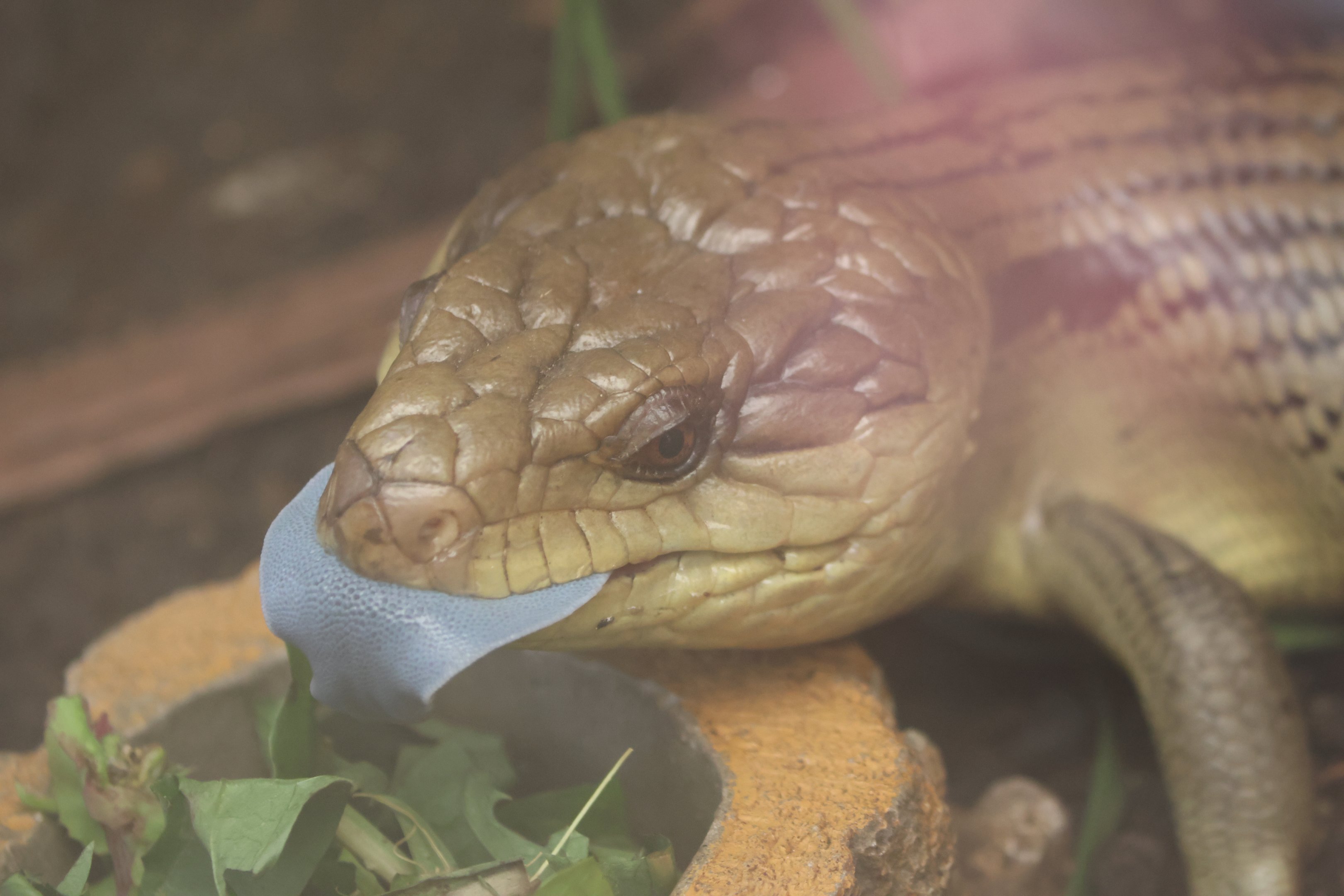 Eastern Blue-tongued Skink