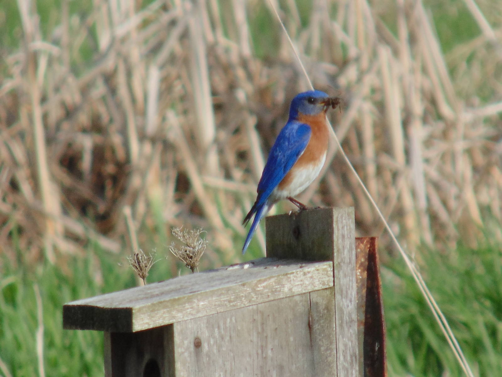 Eastern Bluebird enjoying a snack