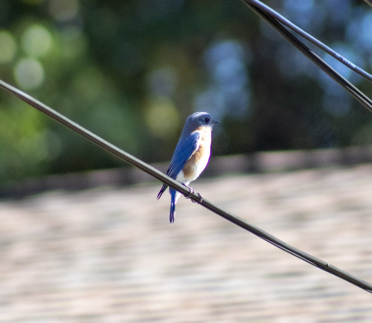 Eastern Bluebird - Florida