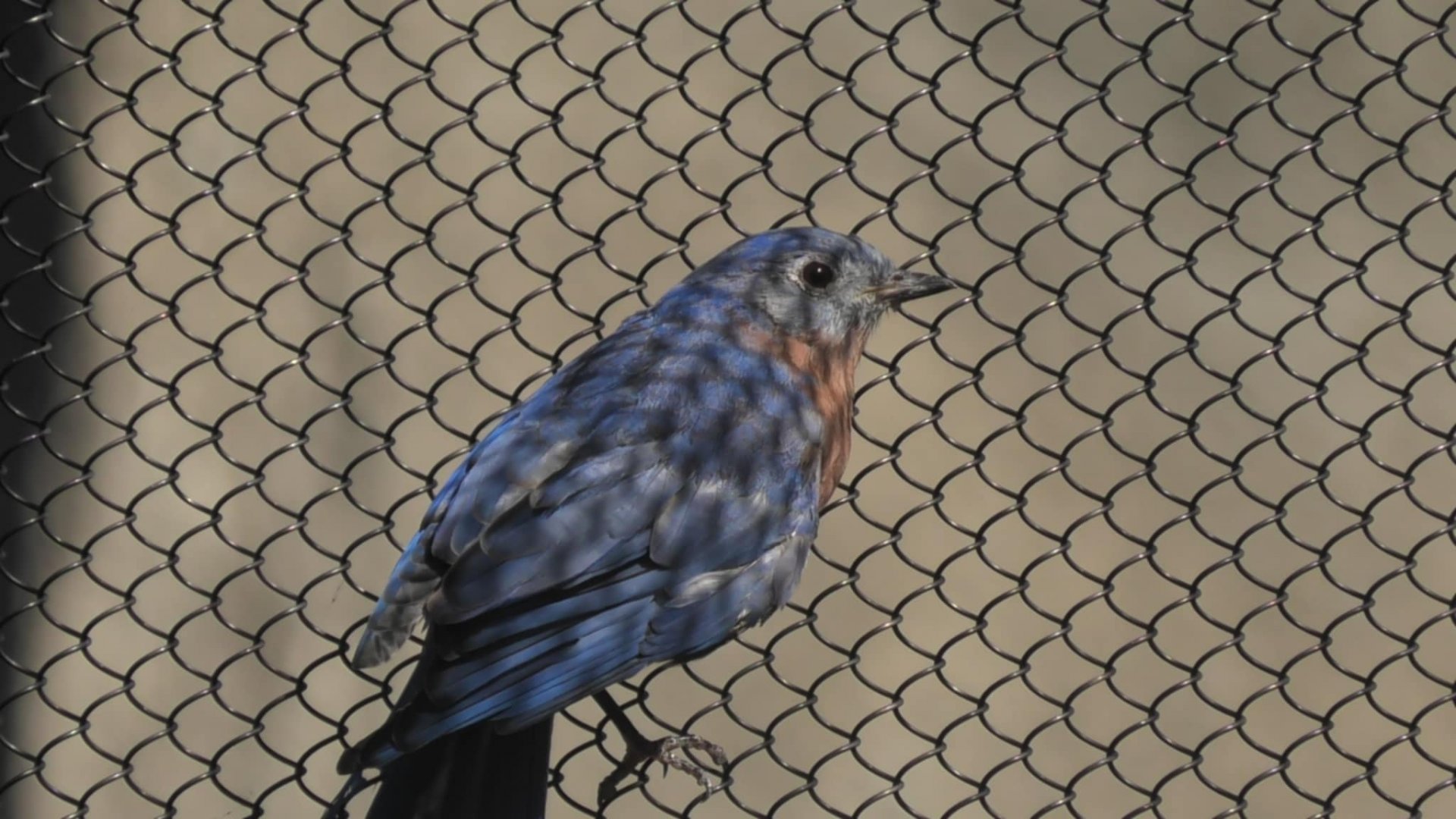 Eastern bluebird on the fence