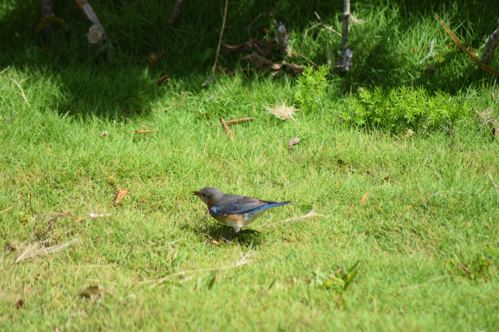 Eastern Bluebird (Siala sialis bermudensis)