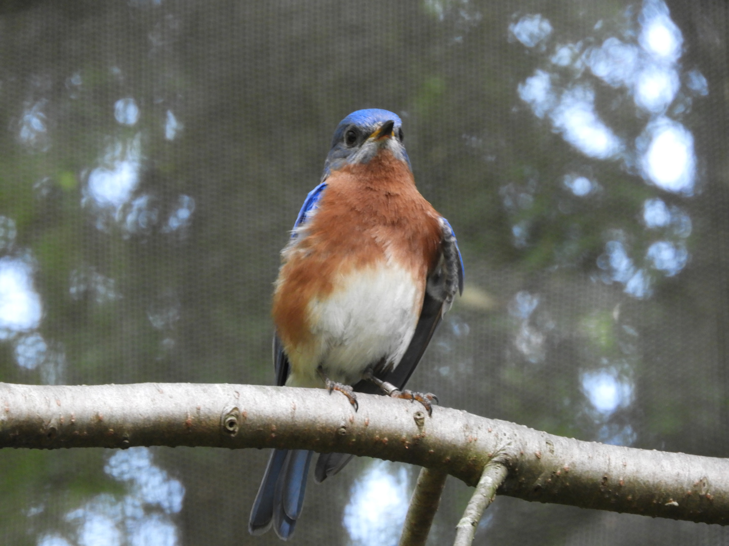 Eastern Bluebird (Sialia sialis)
