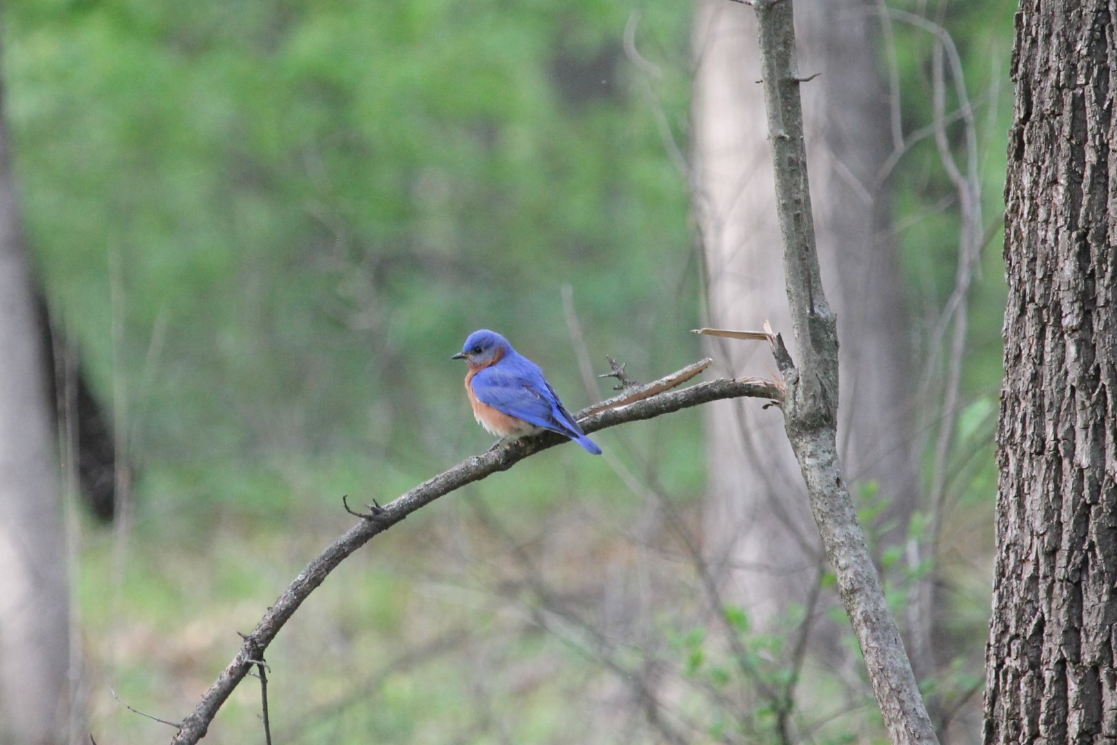 Eastern Bluebird (Sialia sialis)
