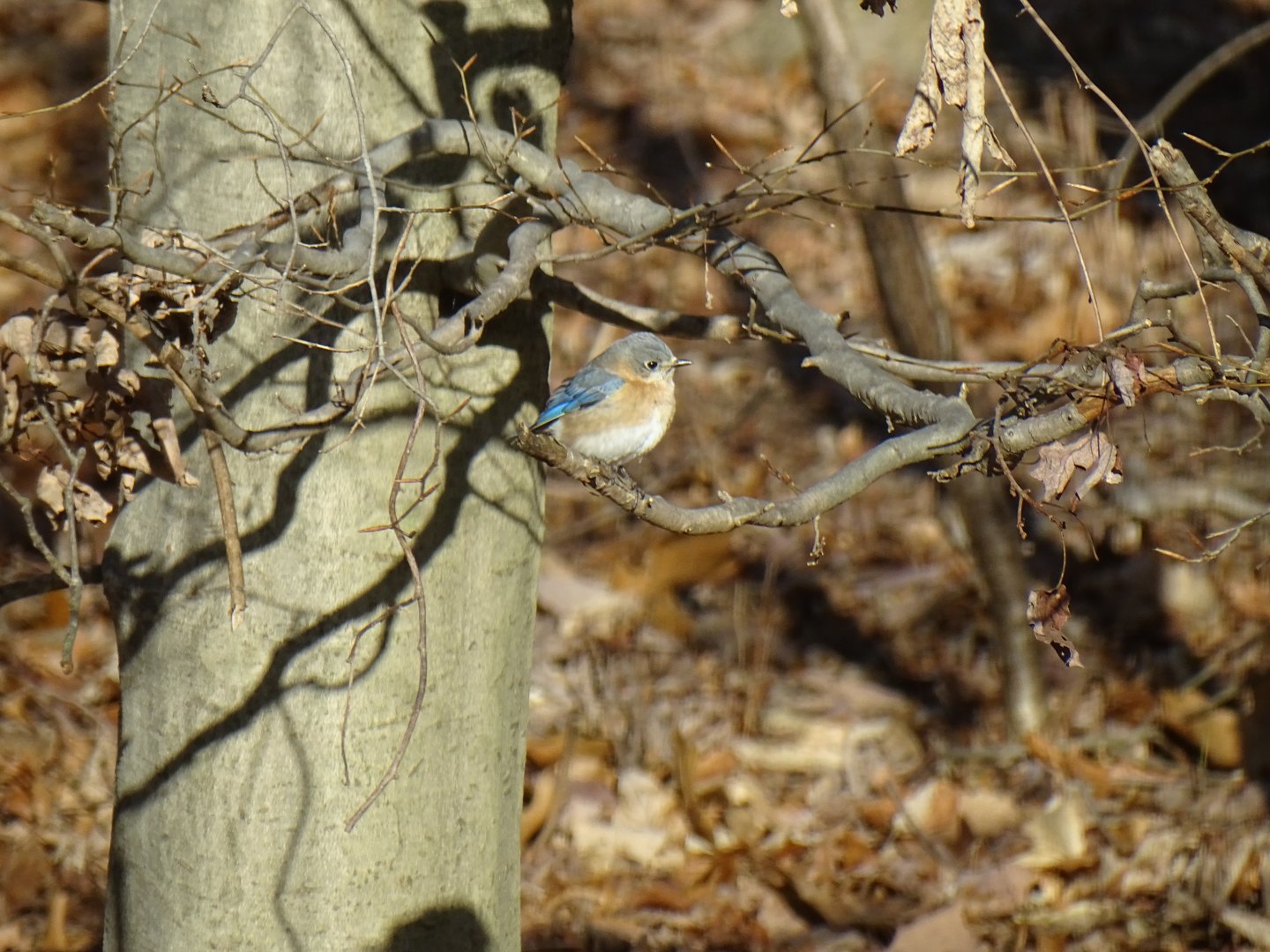 Eastern bluebird (Sialia sialis)
